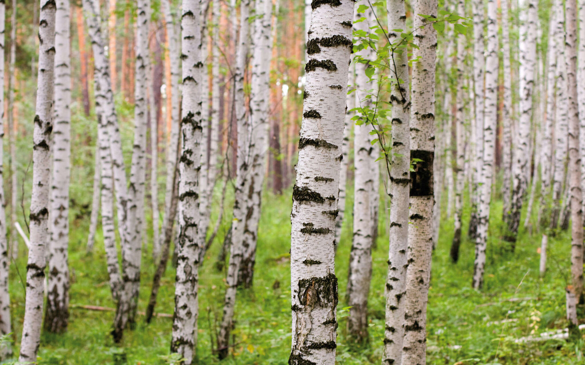 10-848359 Artikelscan 2 Non-woven wallpaper birch forest in green 848359