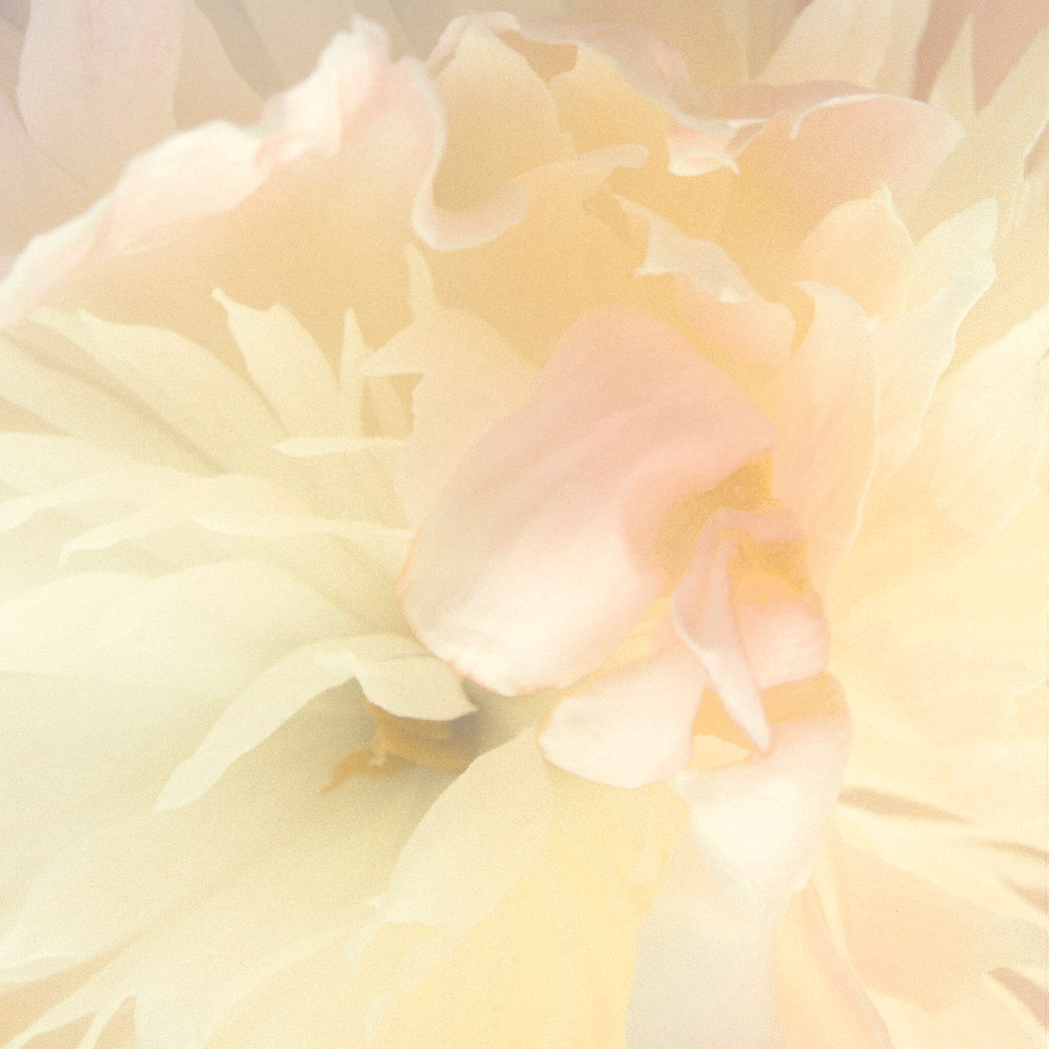 10-839807 D2C Vorschaubild 1 Non-woven wallpaper in yellow Magicwalls (Booklet) 839807