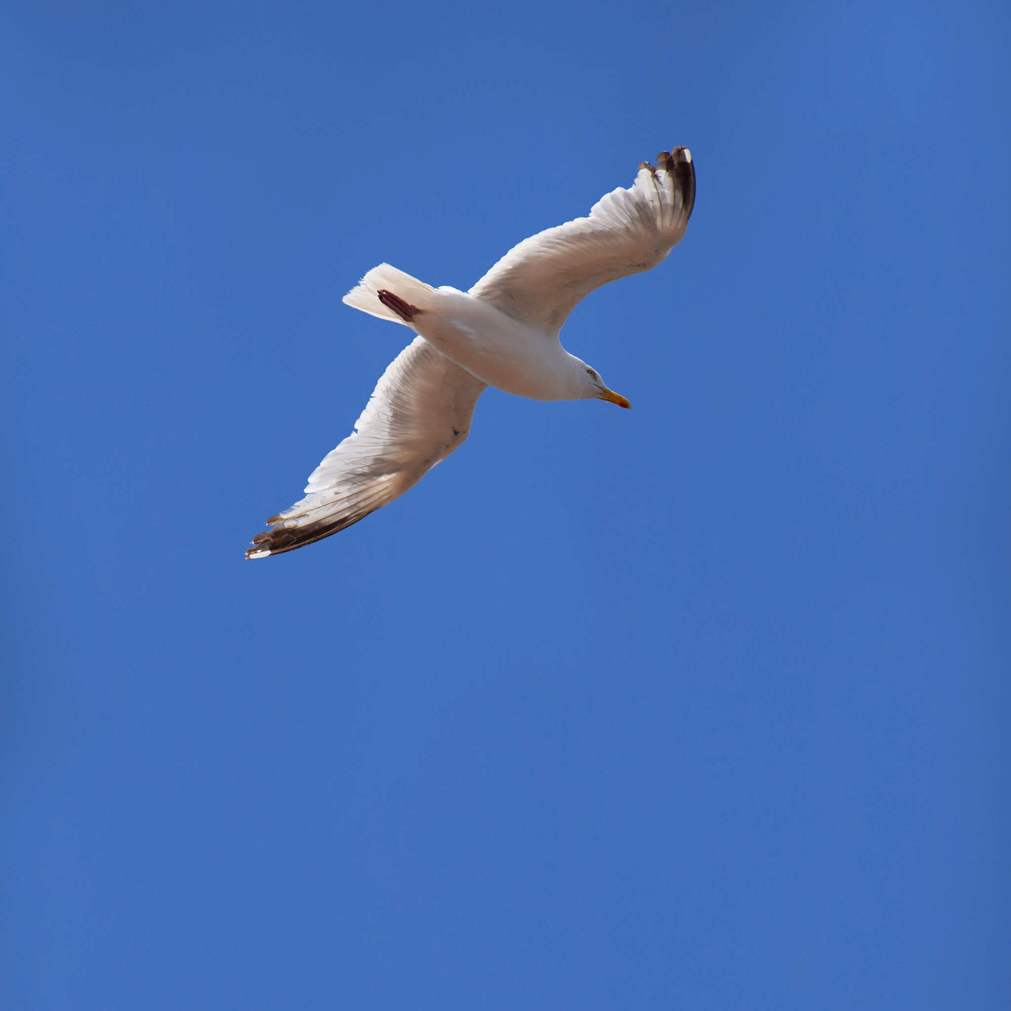 magicwalls seagull wallpaper 364736