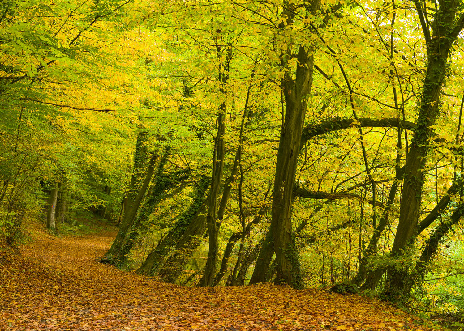 363753 - Fototapete - Frühherbstlich leuchtender Waldweg magicwalls Fototapete Wald 363753