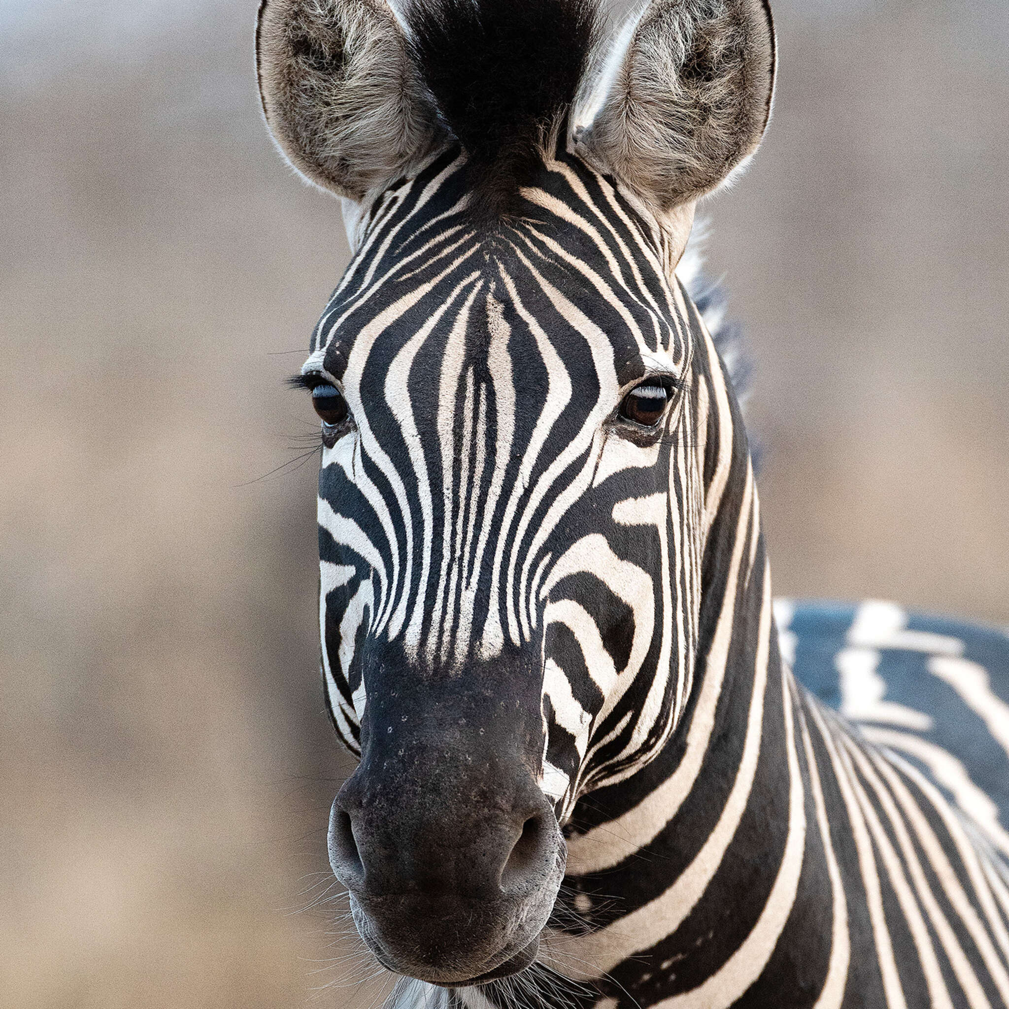 Wall mural Zebra - African Queen III 363623