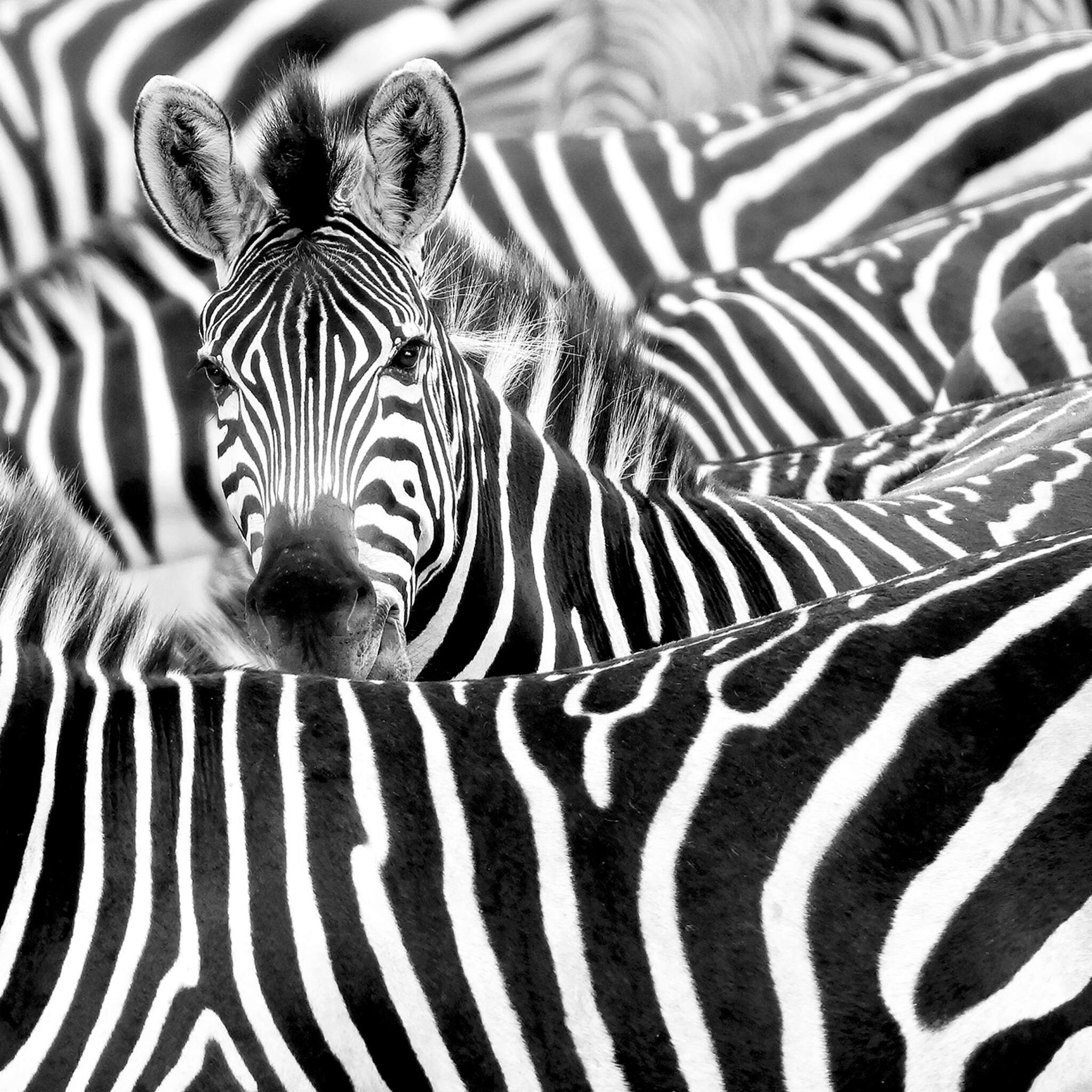10-363616 D2C Vorschaubild 1 Fototapete Zebra Herde - African Queen III 363616