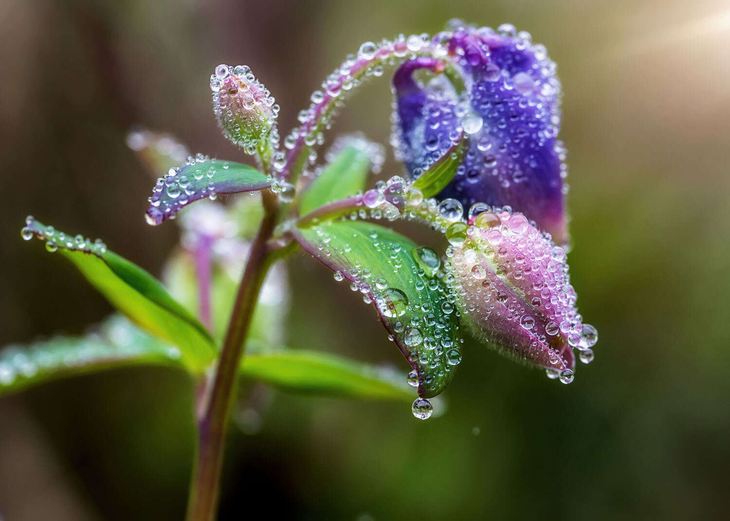363319 - Fototapete - Voller Fokus auf den Morgentau der schillernden Blüte magicwalls photo wallpaper flower in dew 363319