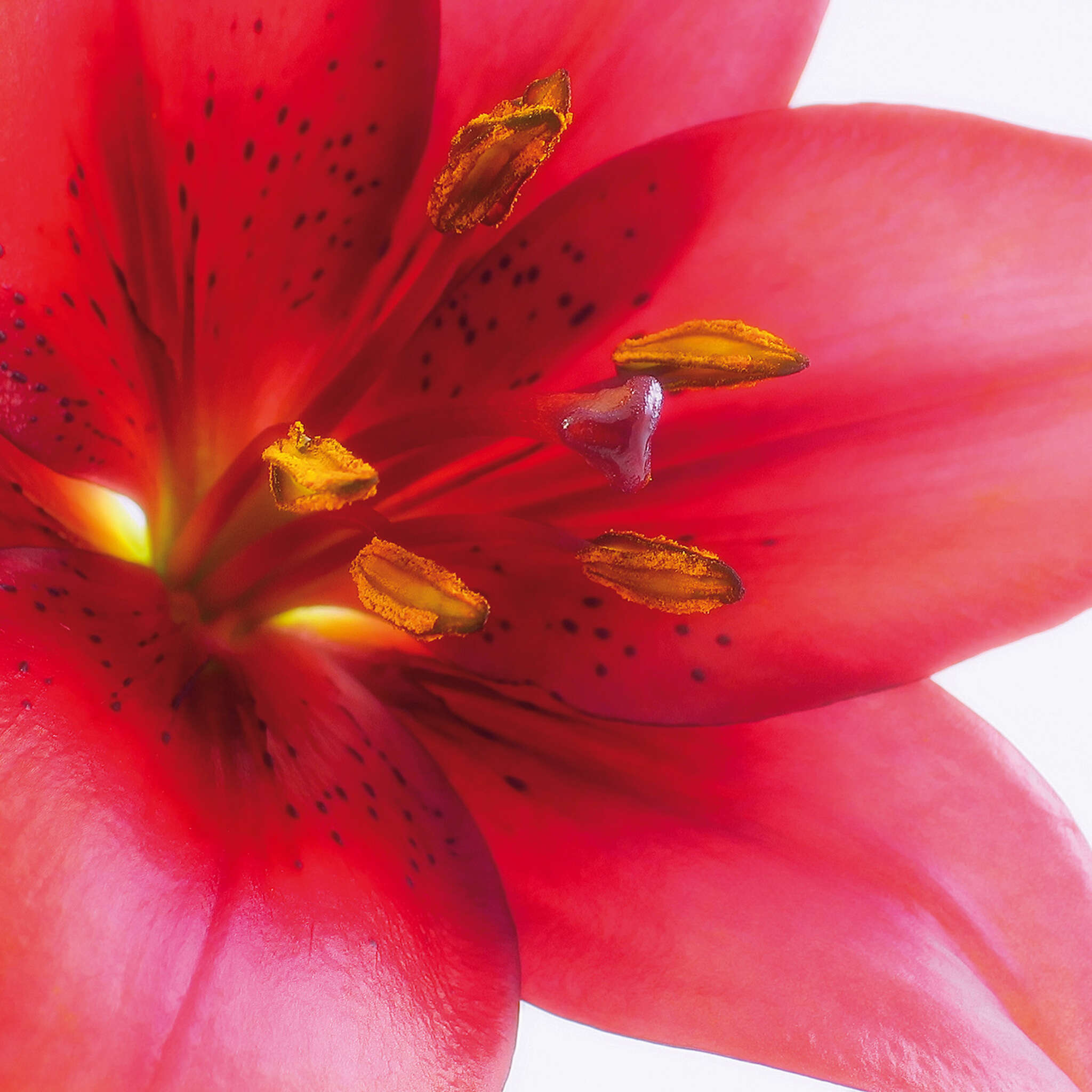 10-890051 D2C Vorschaubild 1 Flower wall mural in red 890051