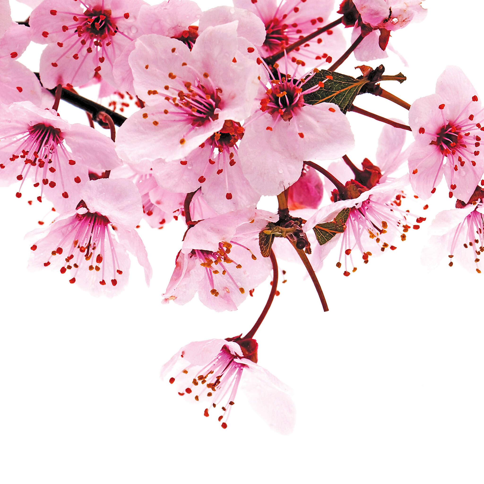 Fototapete Kirschblüte in Rosa 890600