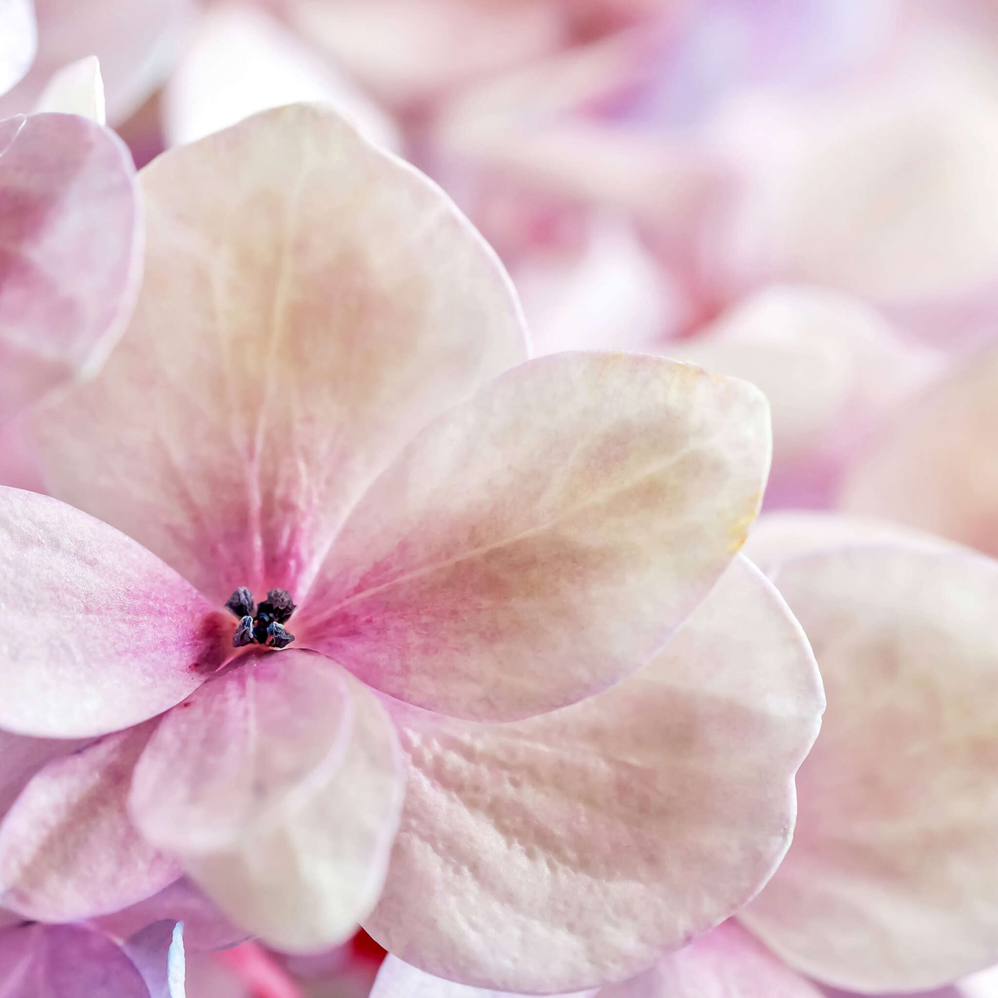 magicwalls photo wallpaper 363326