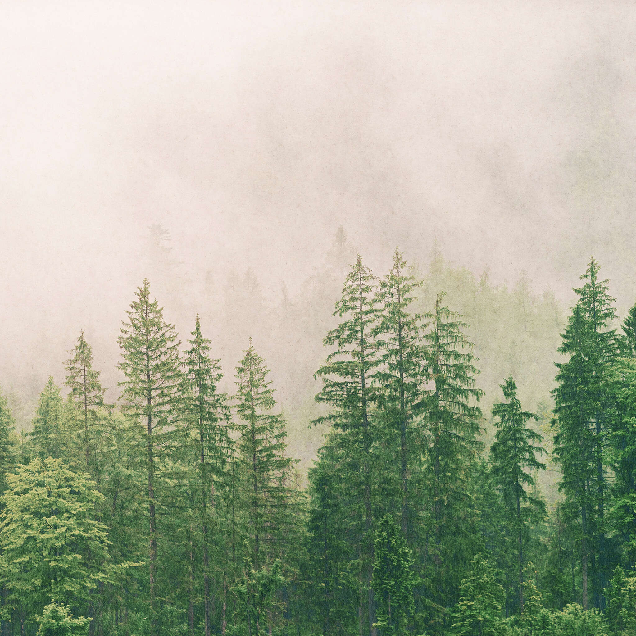 magicwalls photo wallpaper forest in the fog 363203