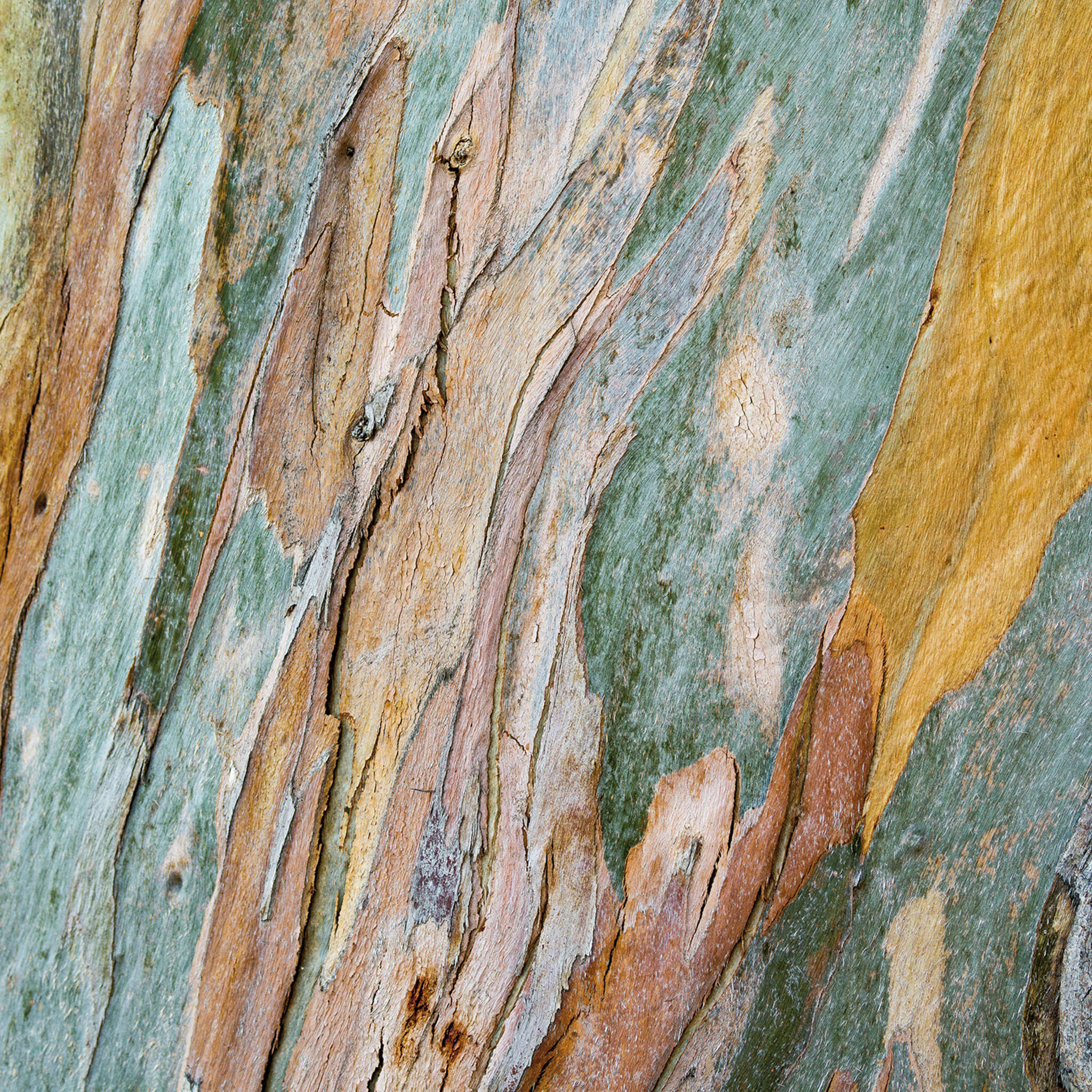 Young Artists photo wallpaper 101096