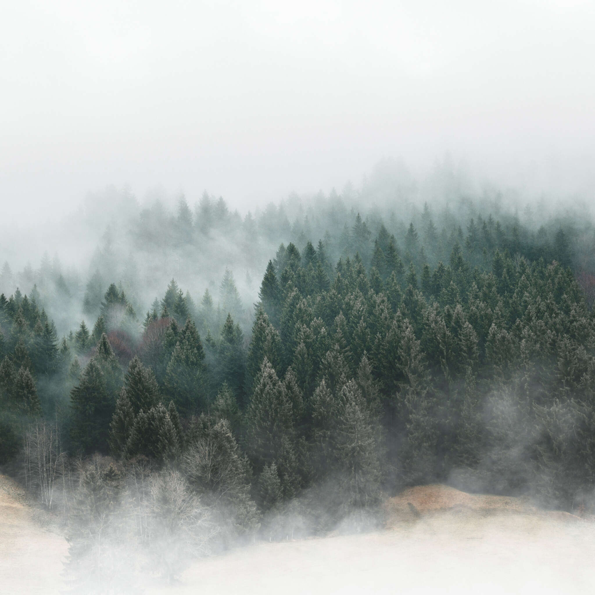 Wall mural with forest and fog 360059