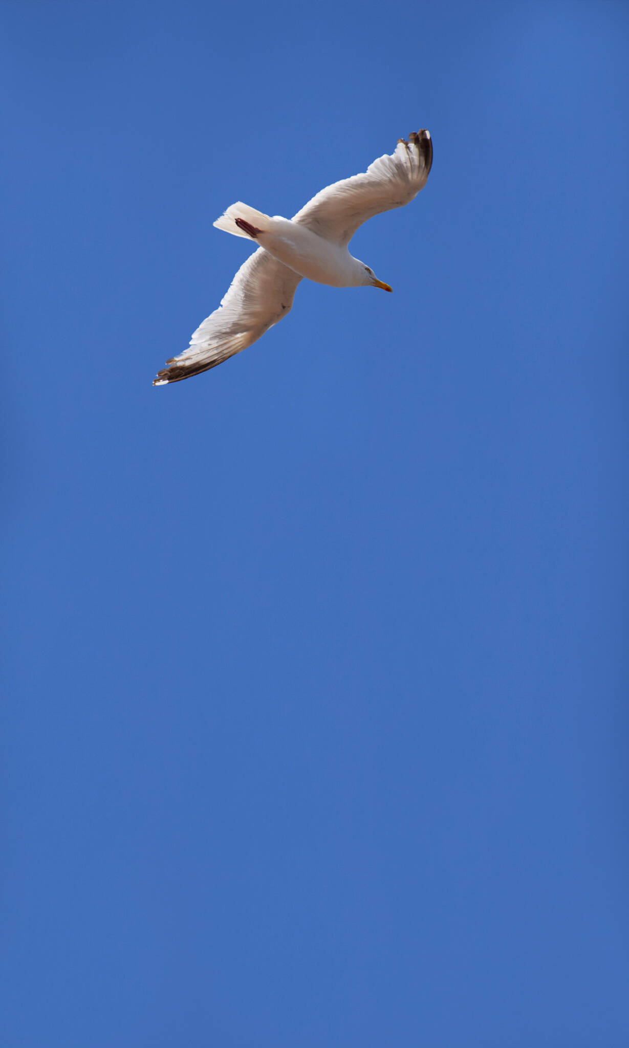 10-364736 Artikelscan 1 magicwalls seagull wallpaper 364736