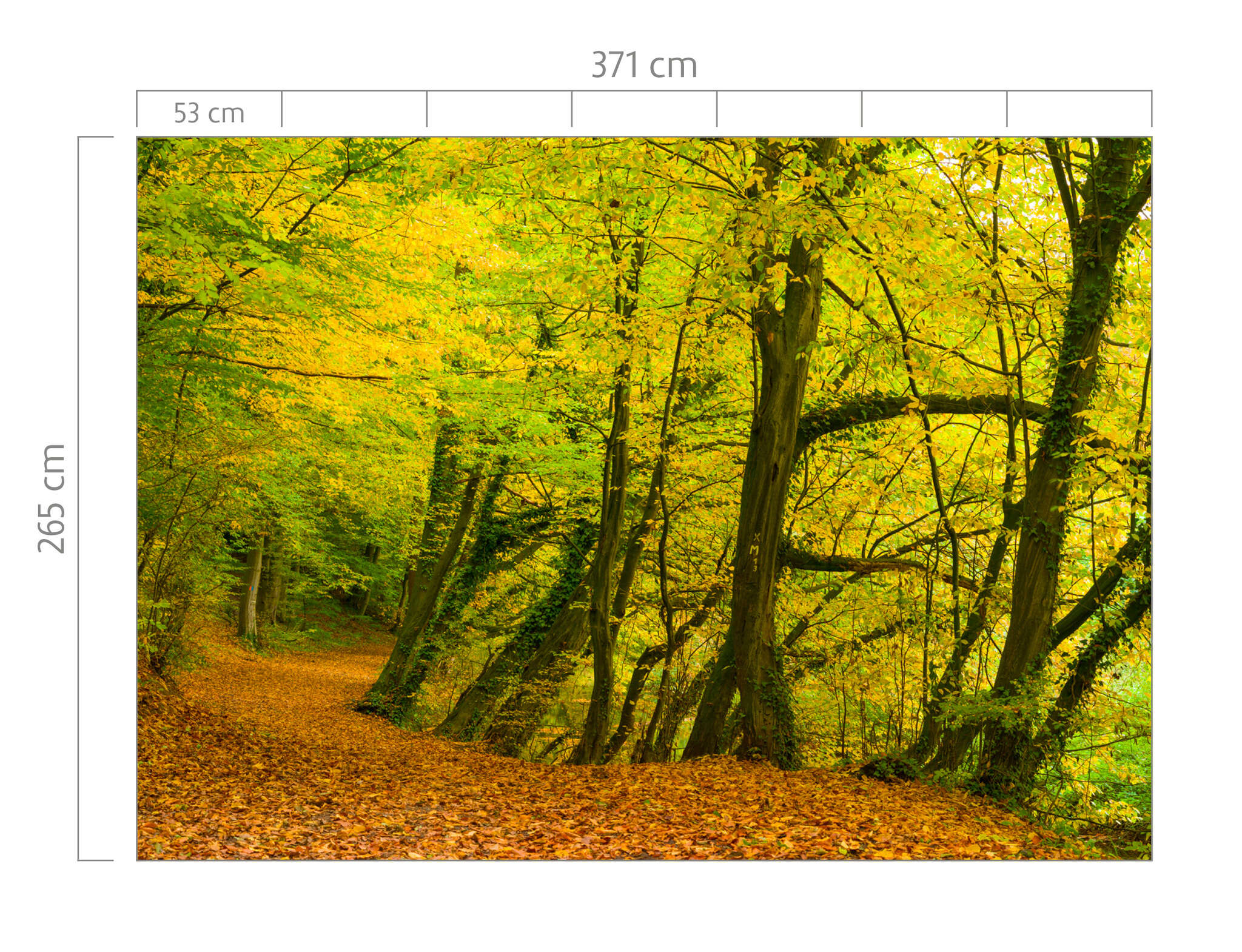 10-363753 Bildauschnitt 1 magicwalls Fototapete Wald 363753