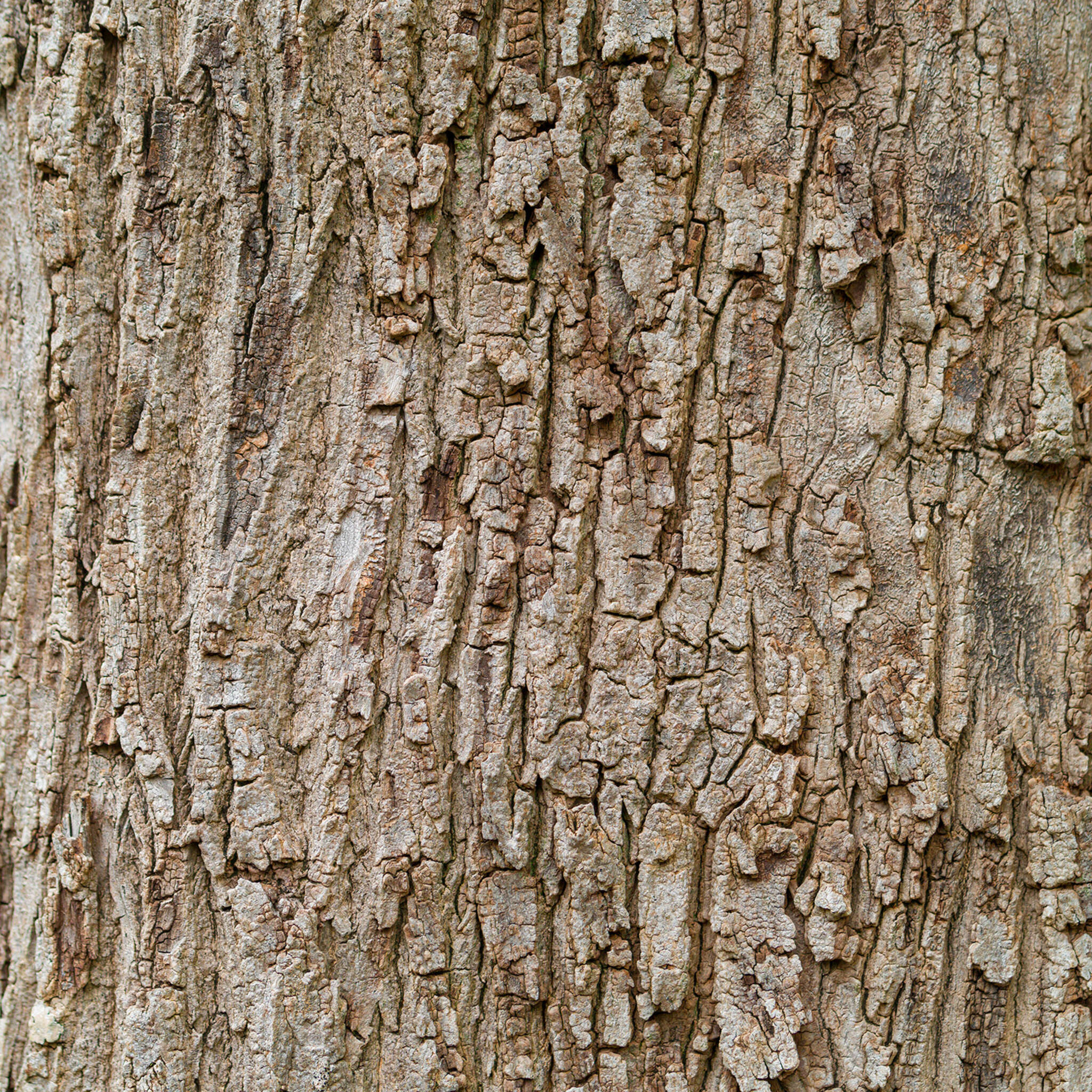 magicwalls photo wallpaper wood look 363777