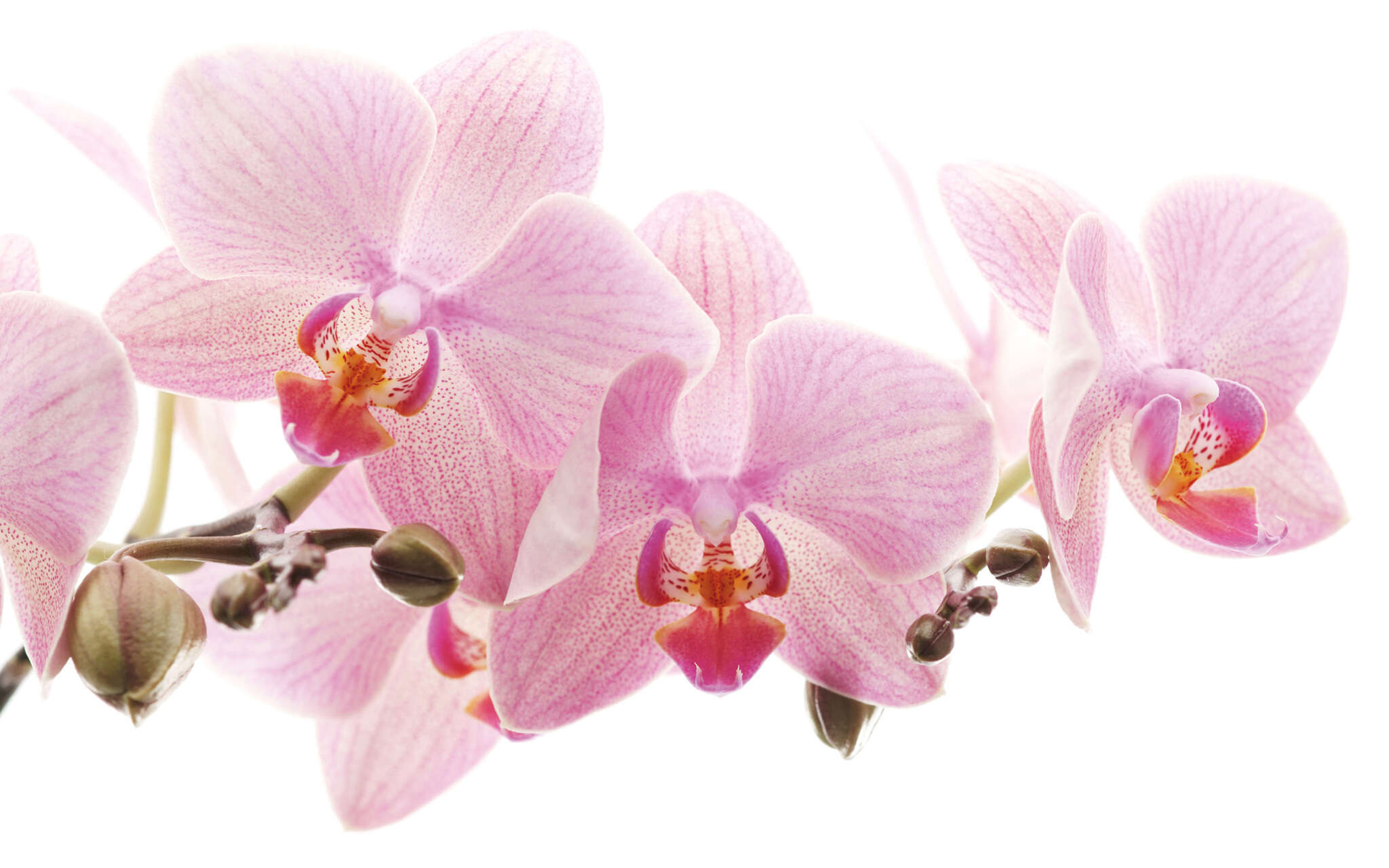 10-838350 Artikelscan 2 Fototapete Orchidee in Rosa 838350