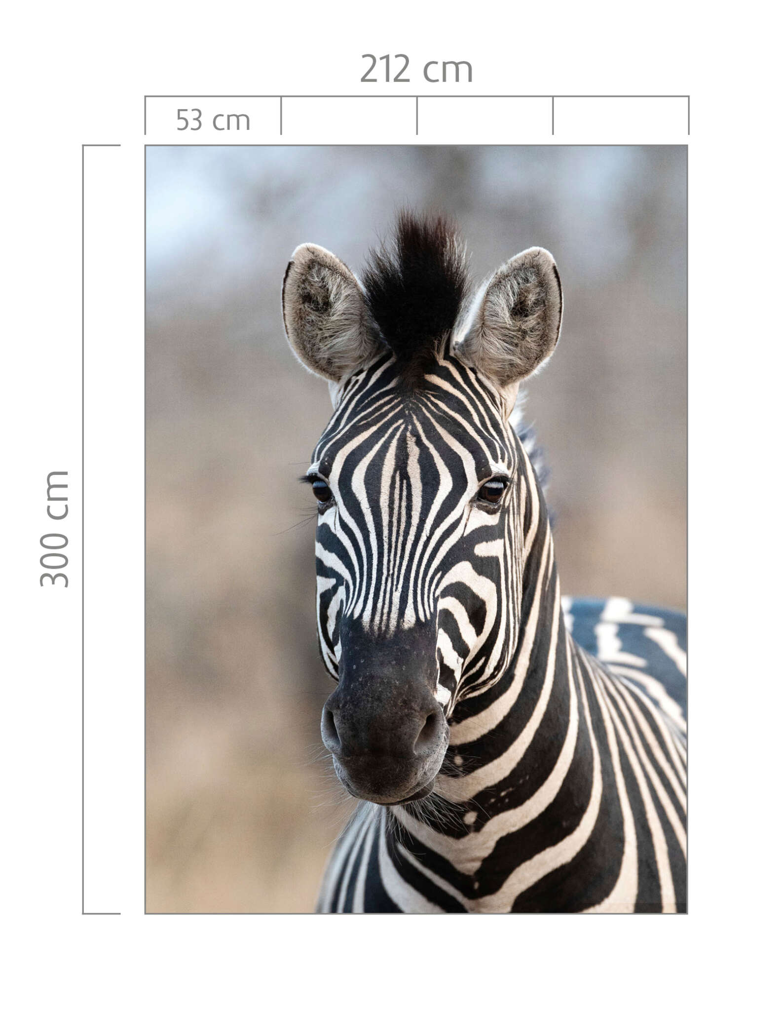 10-363623 Bildauschnitt 1 Wall mural Zebra - African Queen III 363623