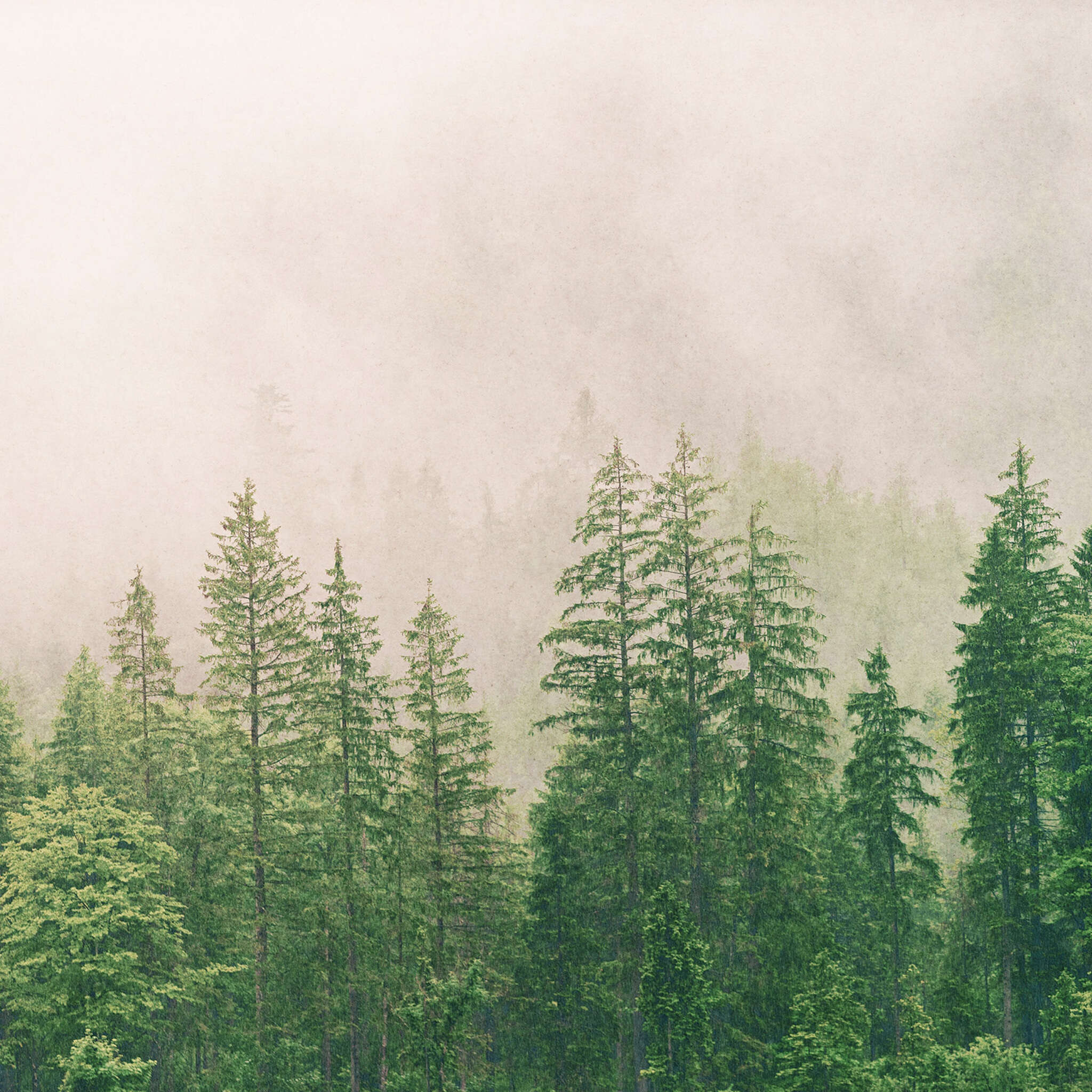 Wall mural Fog in the forest 363210