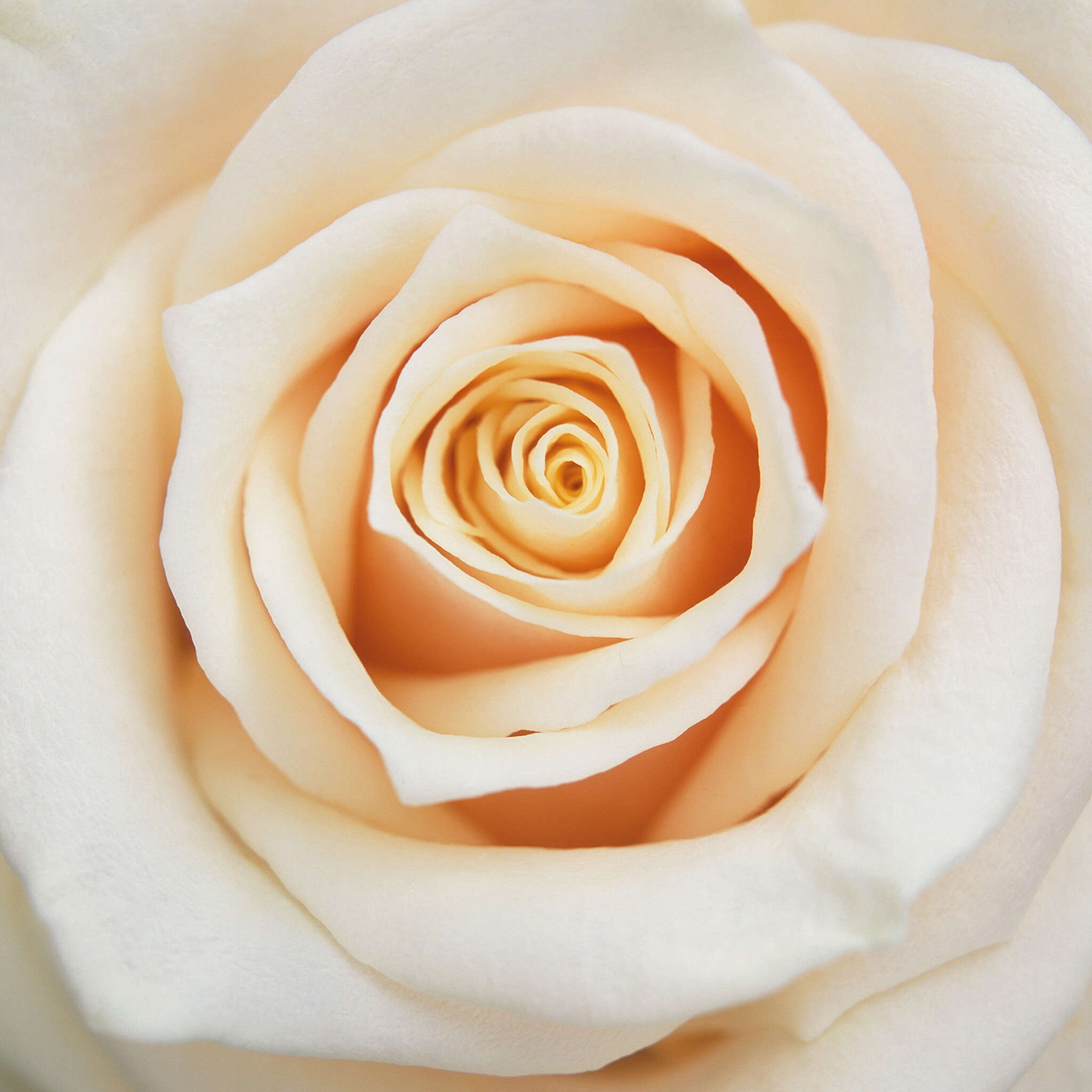 10-839654 D2C Vorschaubild 1 Non-woven wallpaper in cream Magicwalls (Booklet) 839654