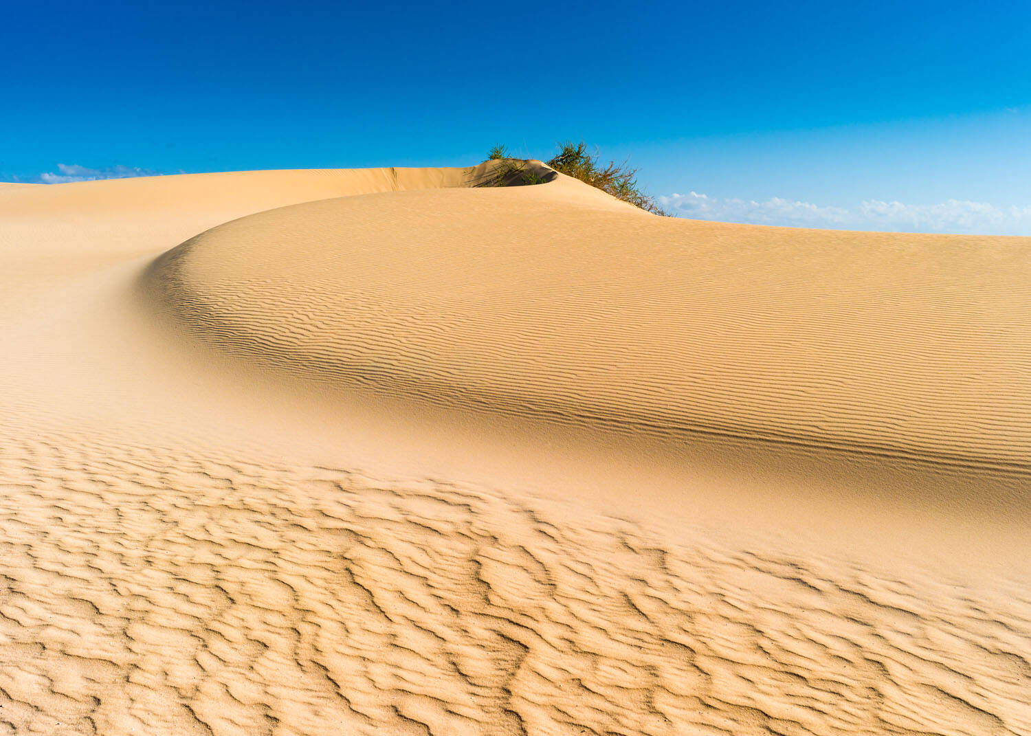 Fototapete - Wüstendüne vor leuchtend blauem Himmel sanft geschwungen mit Grasbewuchs