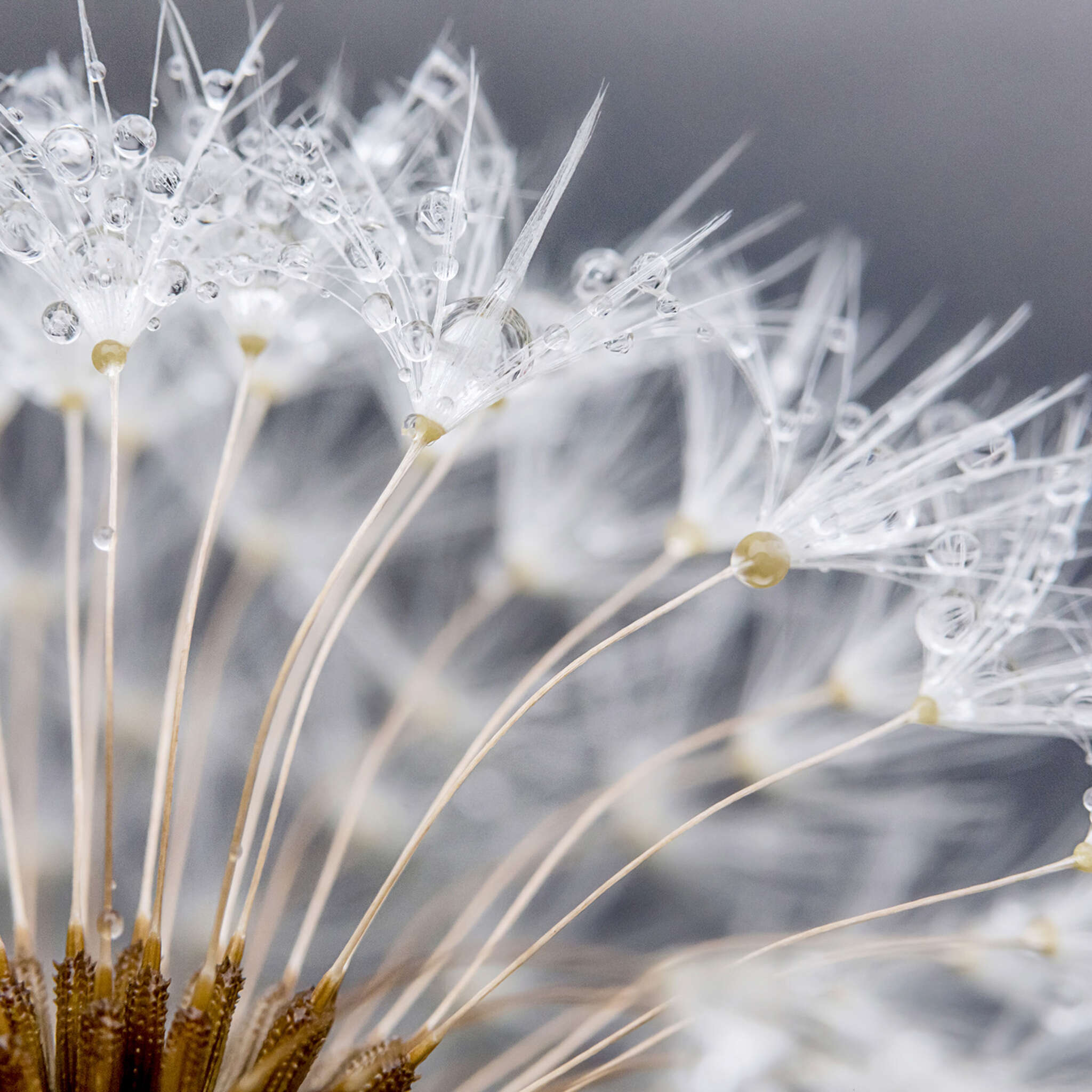 10-363333 D2C Vorschaubild 1 magicwalls macro dandelion wallpaper 363333