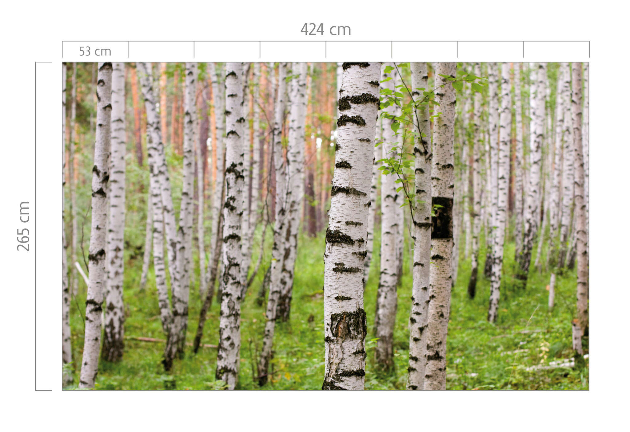 10-848359 Bildauschnitt 1 Non-woven wallpaper birch forest in green 848359