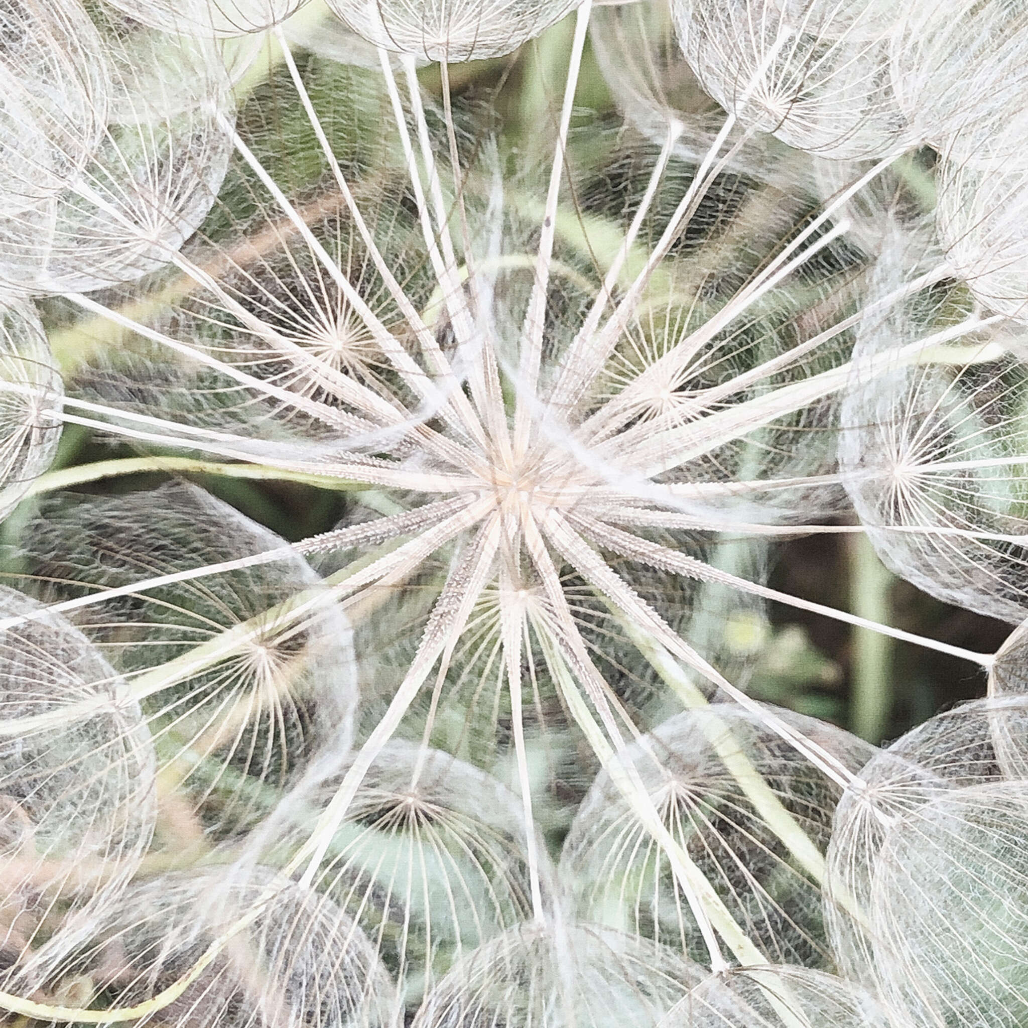 10-364101 D2C Vorschaubild 1 magicwalls Fototapete Pusteblume 364101