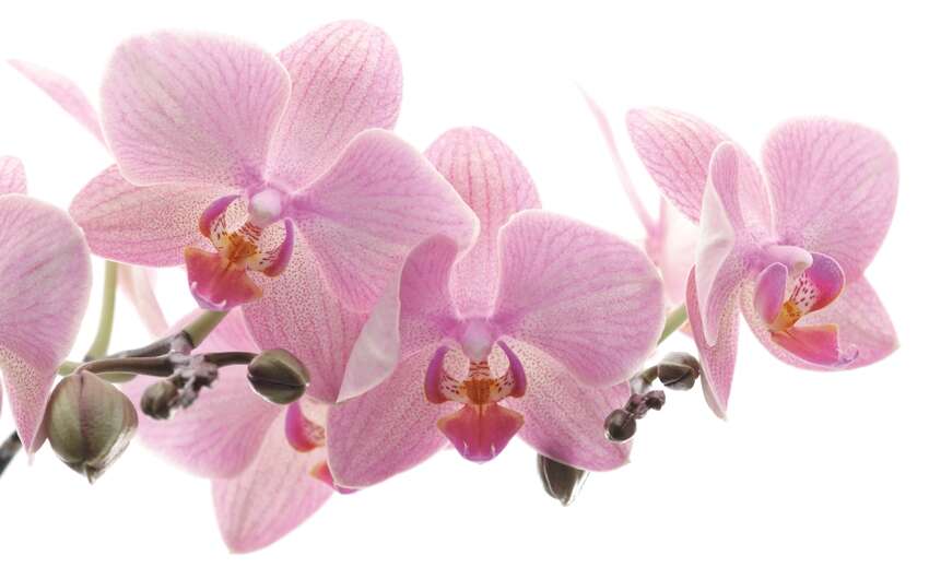 10-838350 Artikelscan 1 Fototapete Orchidee in Rosa 838350