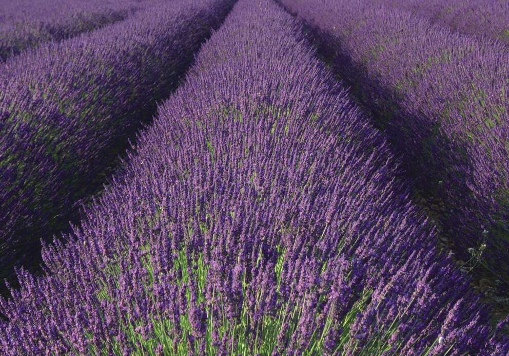 10-890204 Artikelscan 1 Wall mural lavender in purple - magicwalls 890204