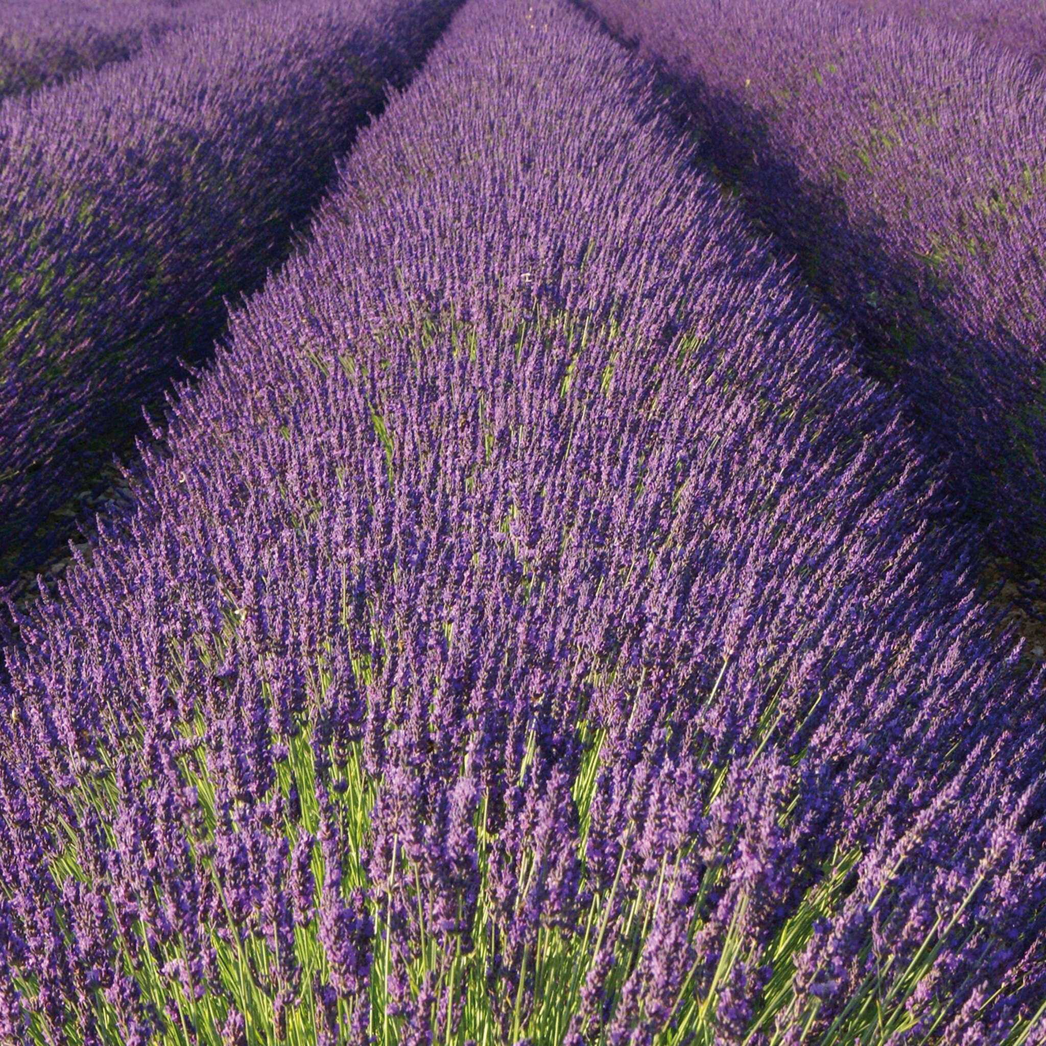 Wall mural lavender in purple - magicwalls 890204