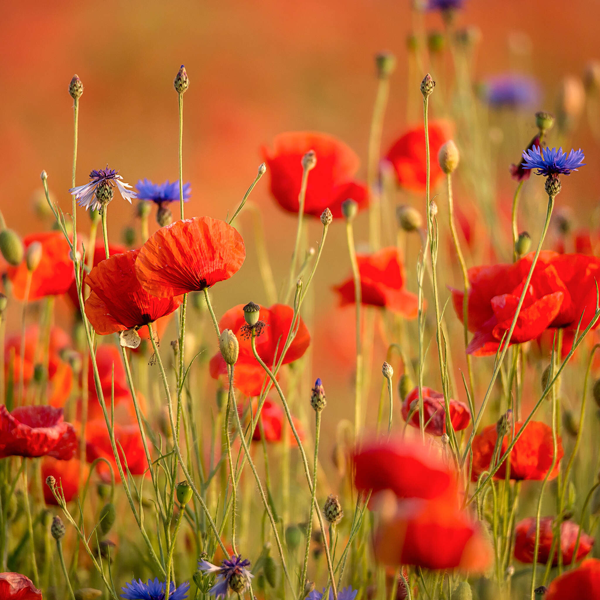 magicwalls photo wallpaper 363371