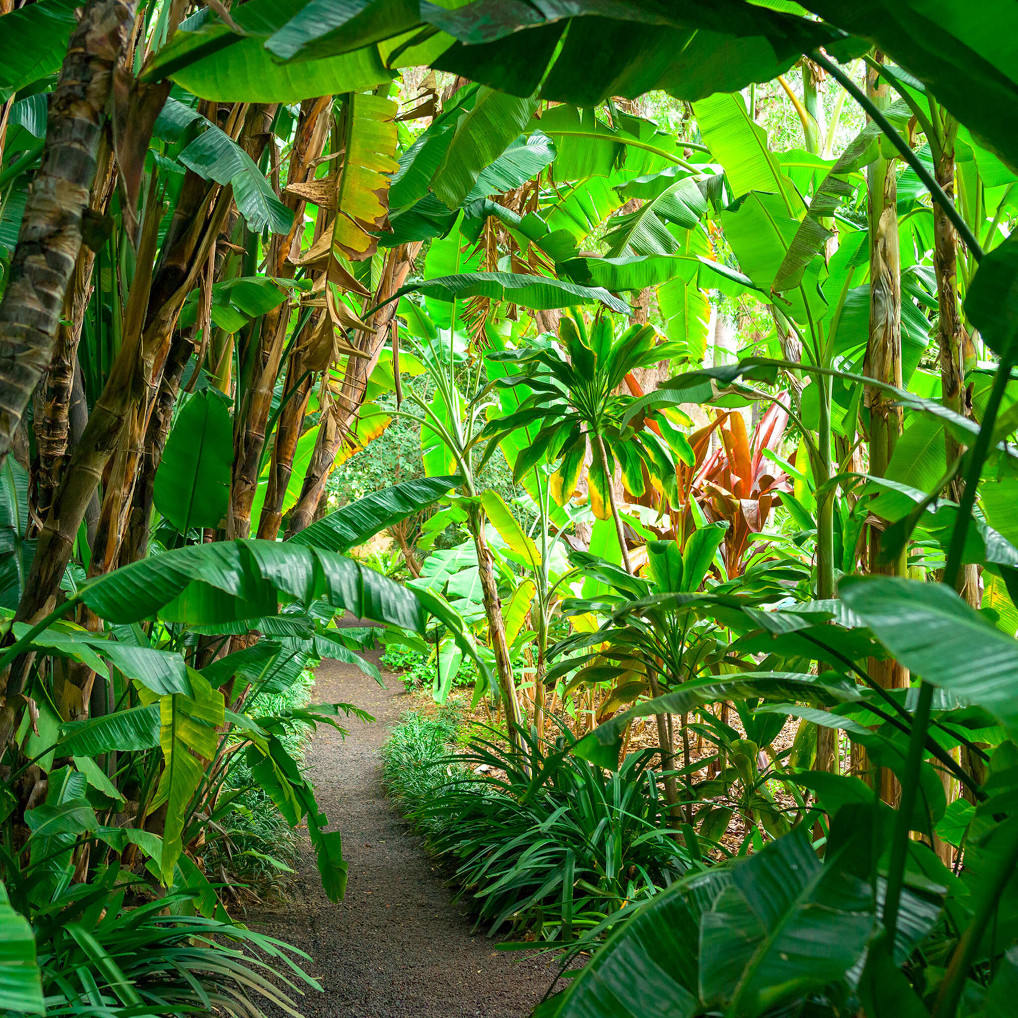 10-363784 D2C Vorschaubild 1 magicwalls jungle wallpaper 363784