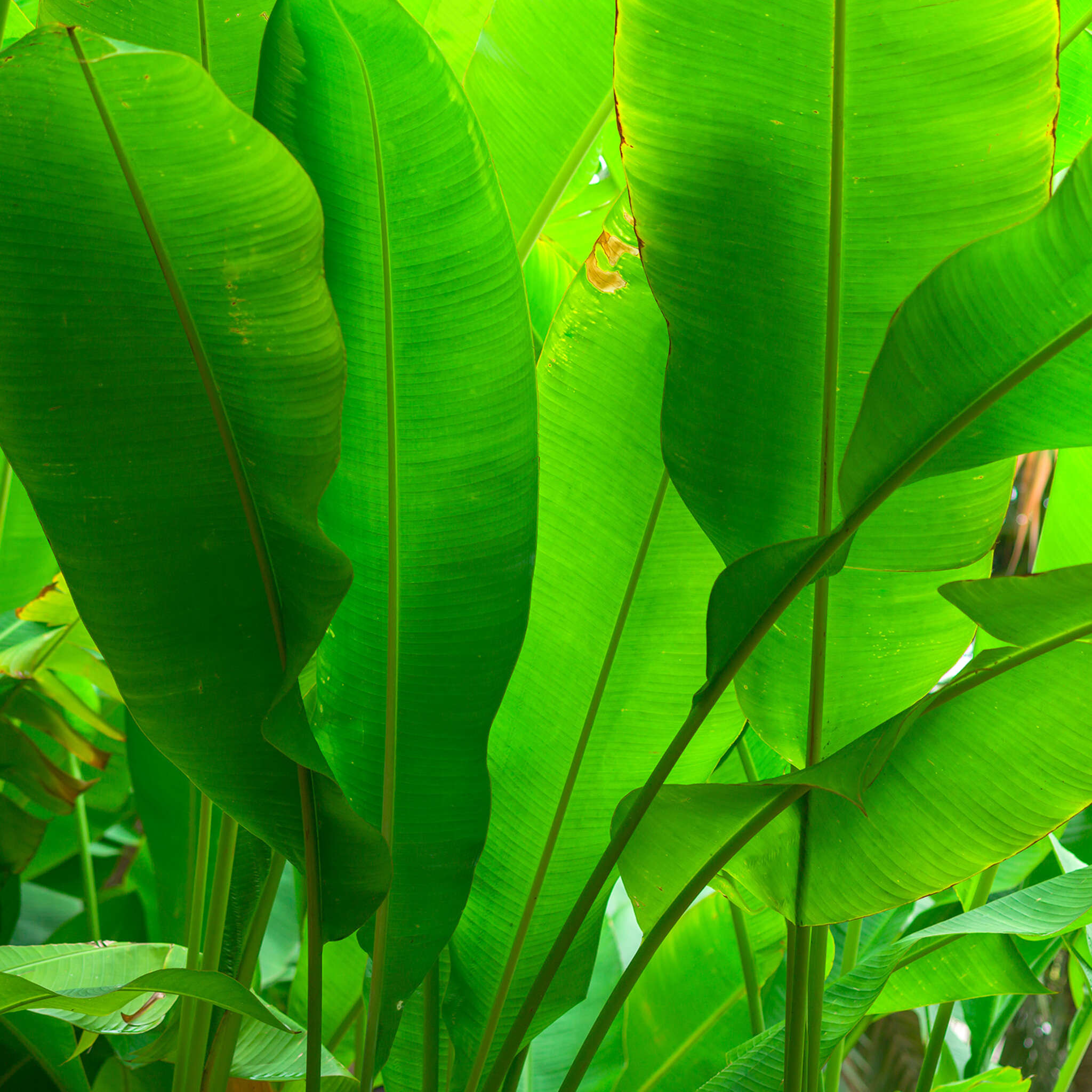 Wall mural banana leaves green 363807