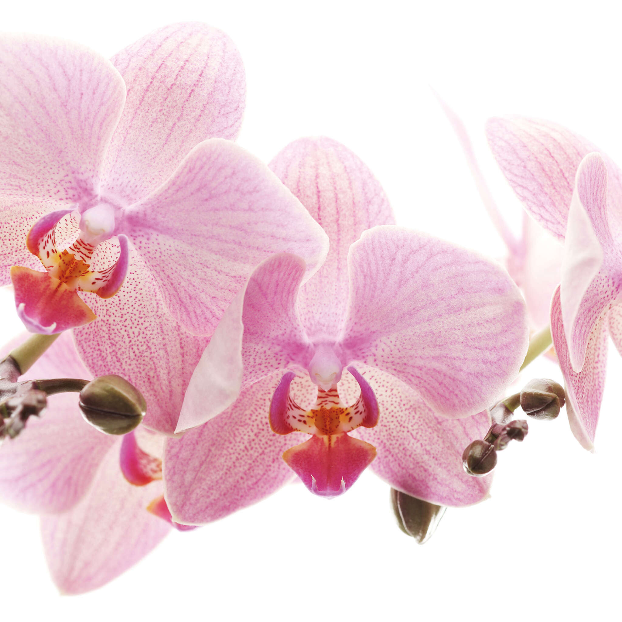10-838350 D2C Vorschaubild 1 Fototapete Orchidee in Rosa 838350