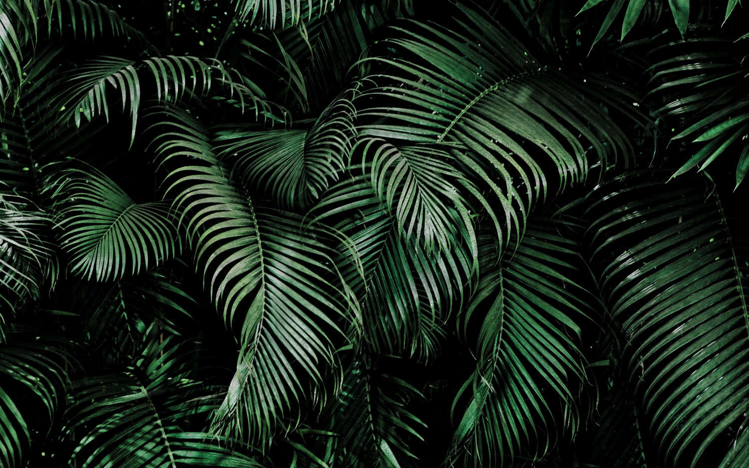 363104 - Fototapete - Grüne Palmenblätter mit 3D-Effekt magicwalls photo wallpaper 363104