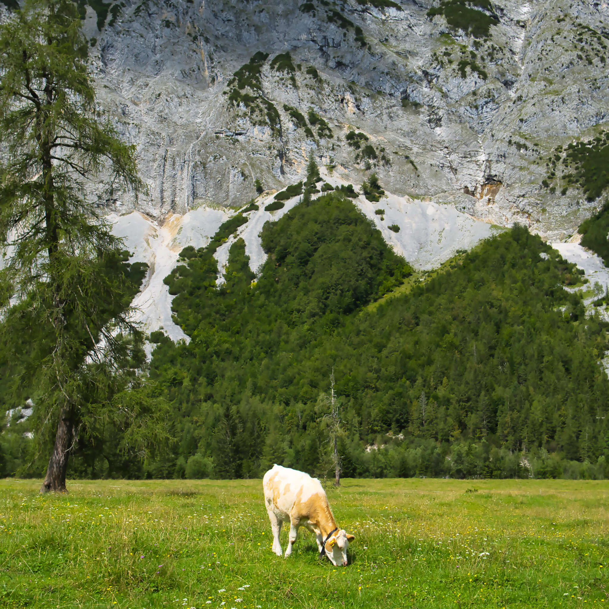 10-364637 D2C Vorschaubild 1 Fototapete Berglandschaft mit Kuh - magicwalls 364637