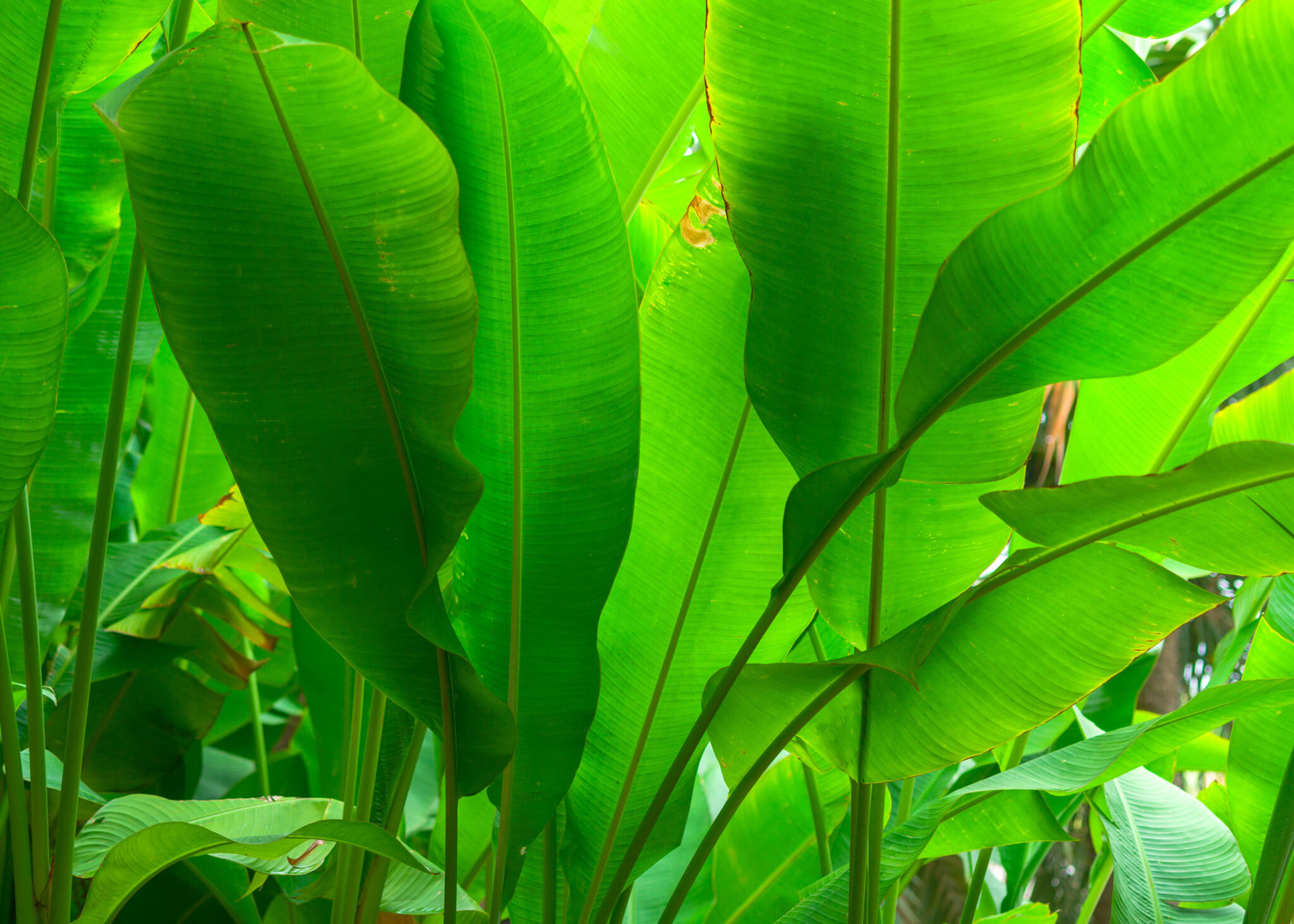 10-363807 Artikelscan 1 Wall mural banana leaves green 363807