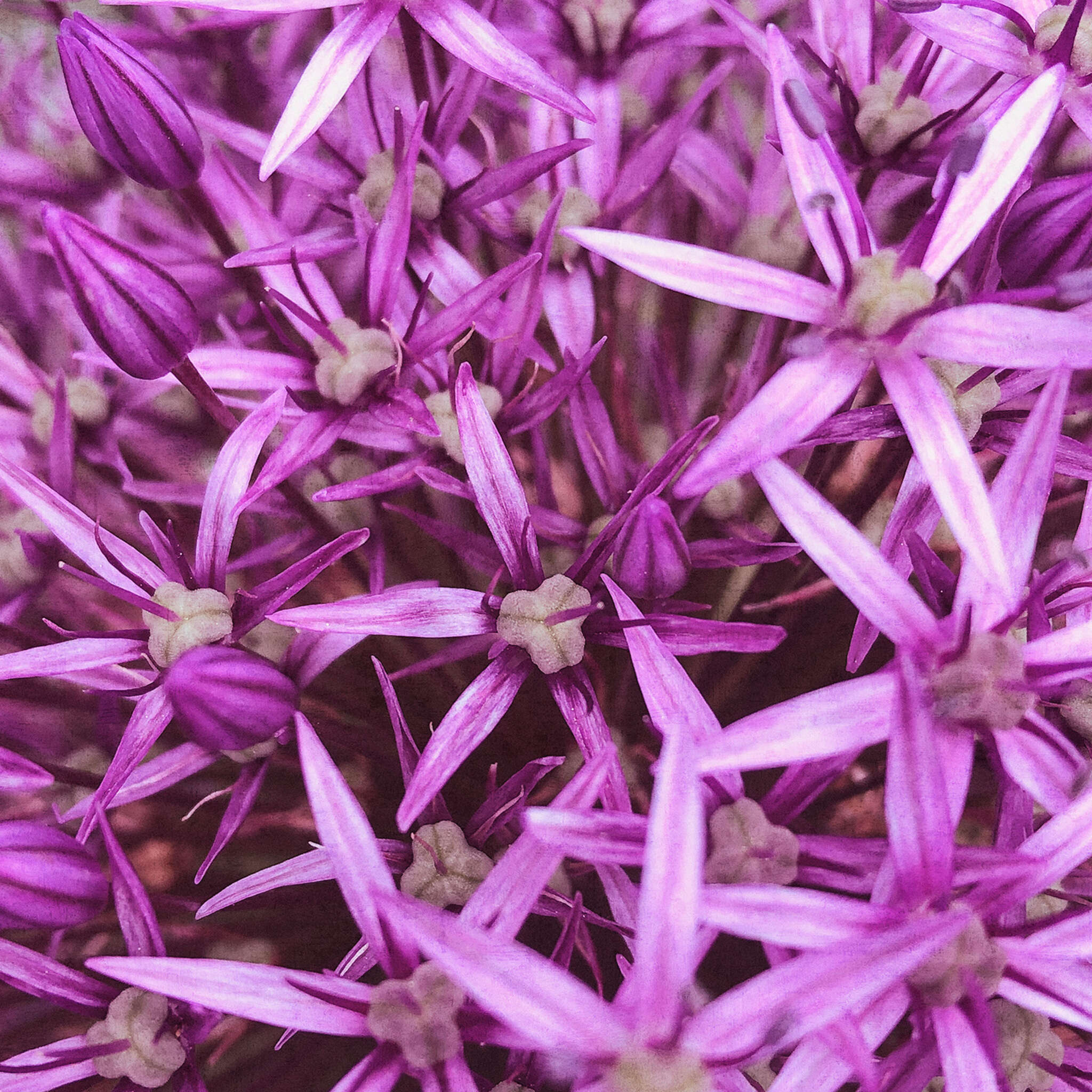 magicwalls photo wallpaper 364125