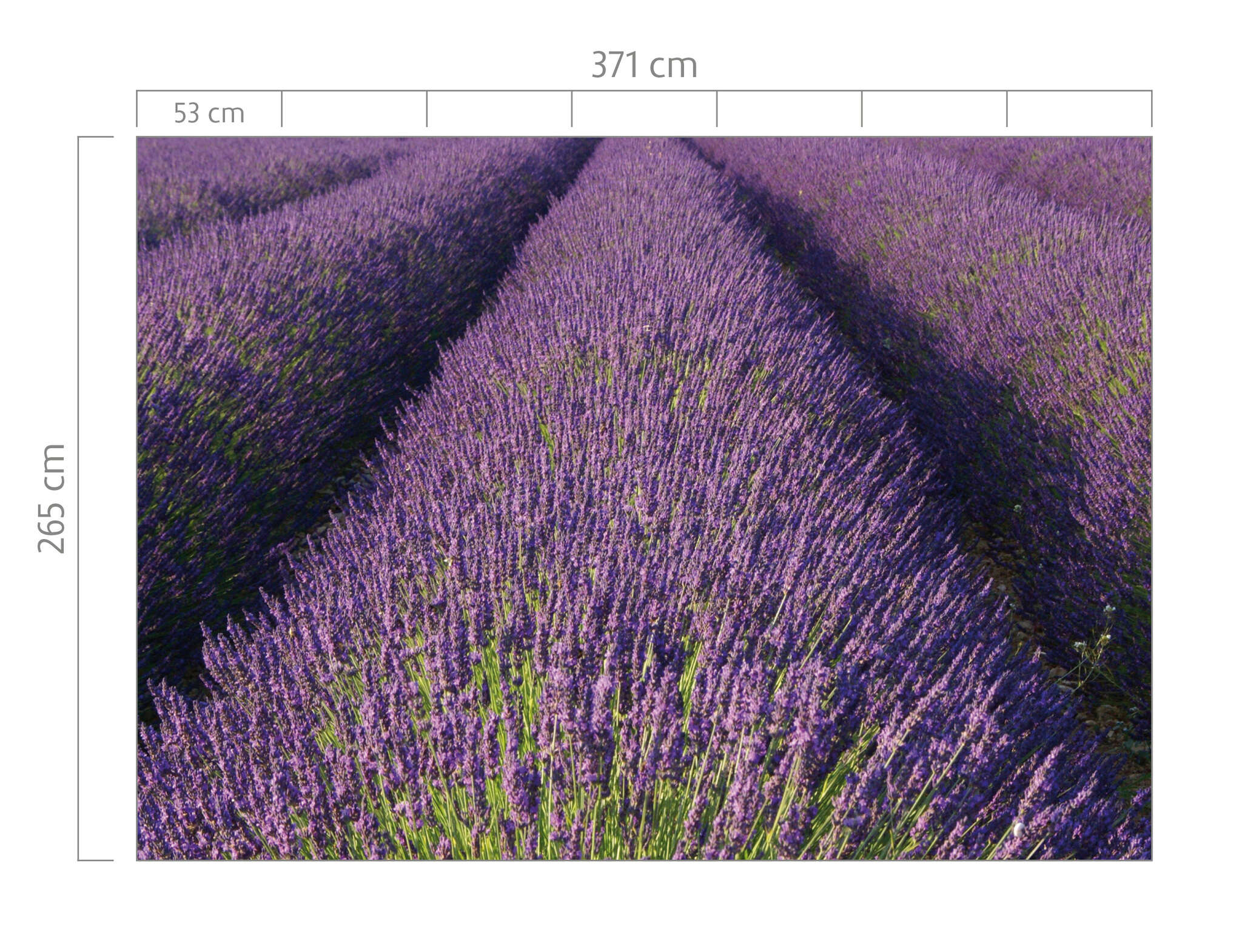 10-890204 Bildauschnitt 1 Papier peint panoramique lavande en violet - Magicwalls 890204