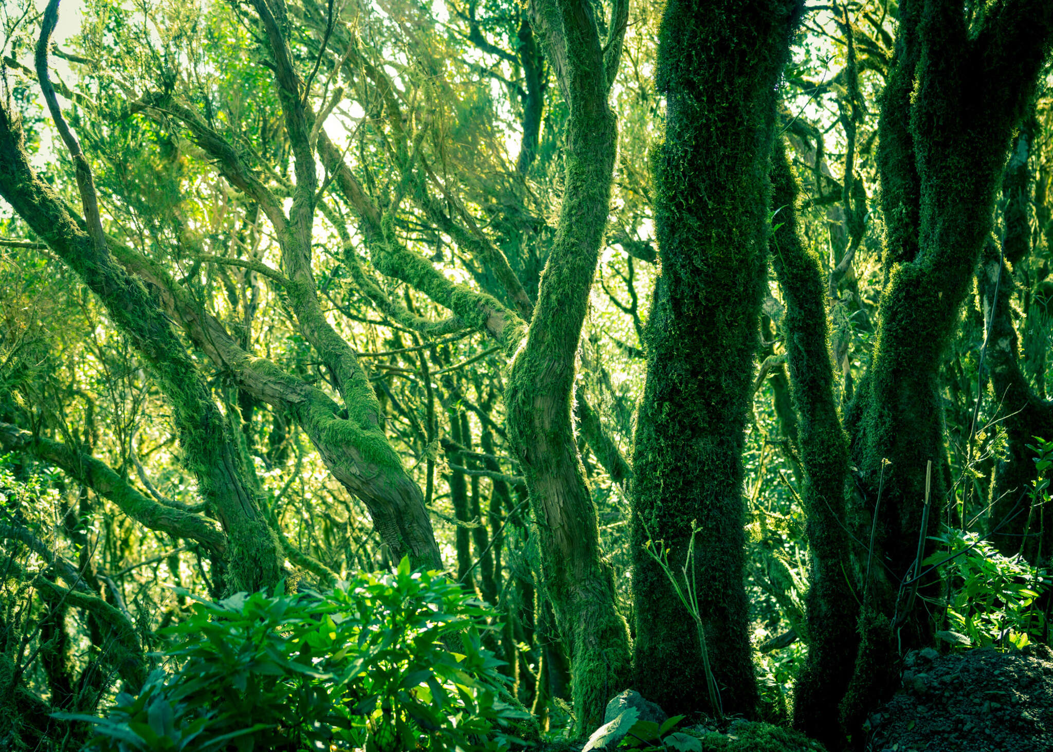 10-363258 Artikelscan 1 magicwalls photo wallpaper green forest 363258