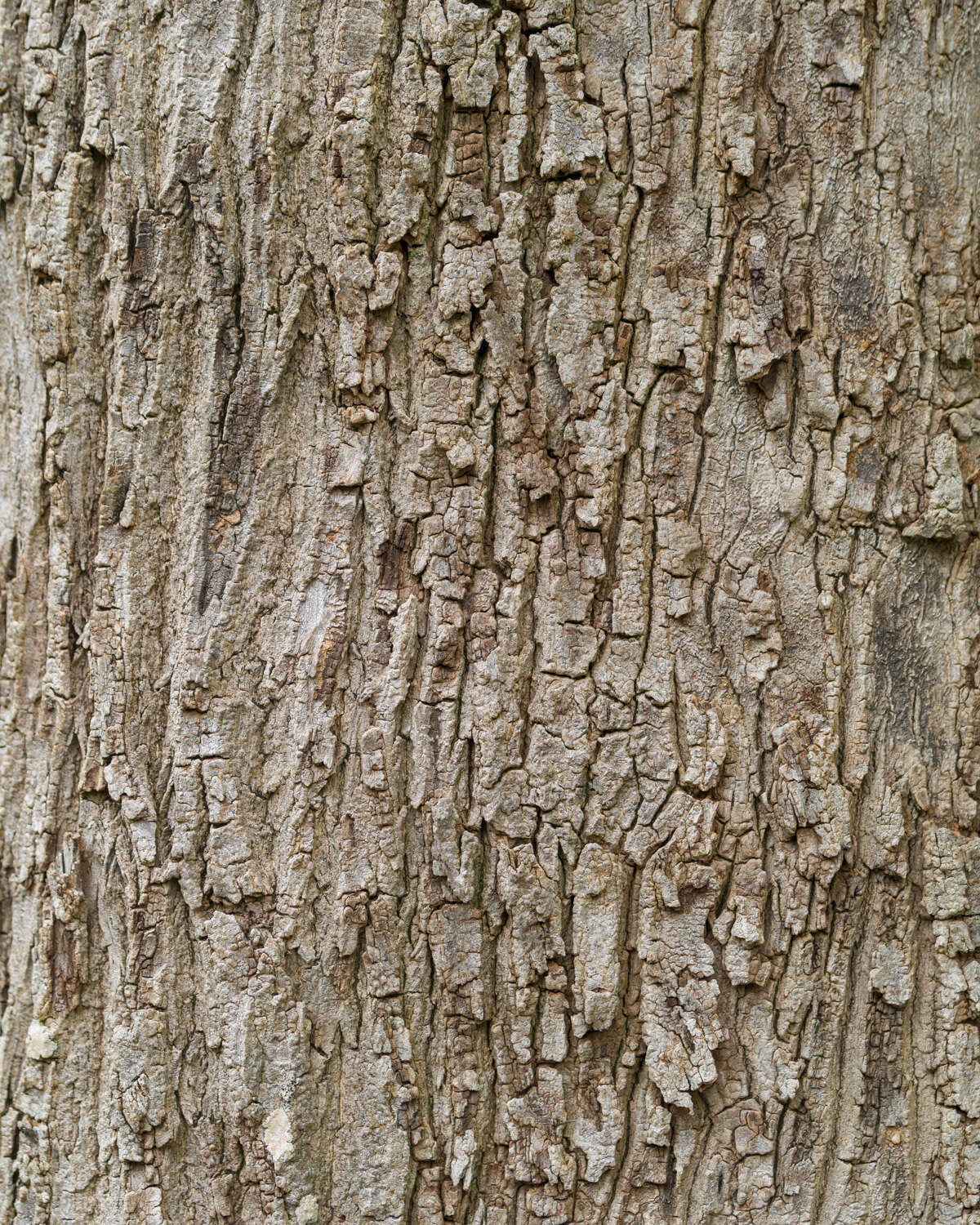 363777 - Fototapete - Voller Fokus auf Baumrinde mit ihrer typischen Struktur magicwalls photo wallpaper wood look 363777