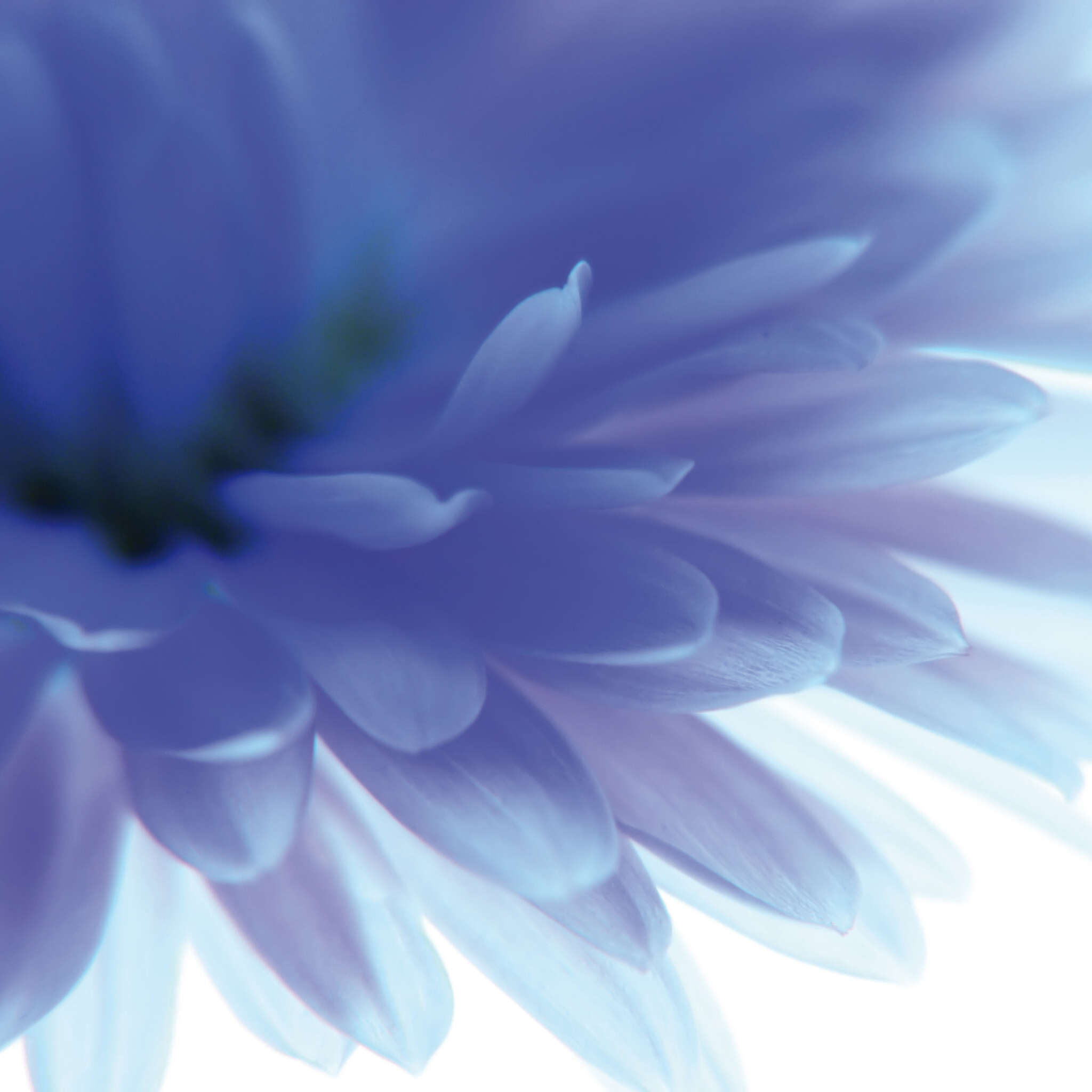 10-890754 Artikelscan 2 Flower wall mural in blue 890754