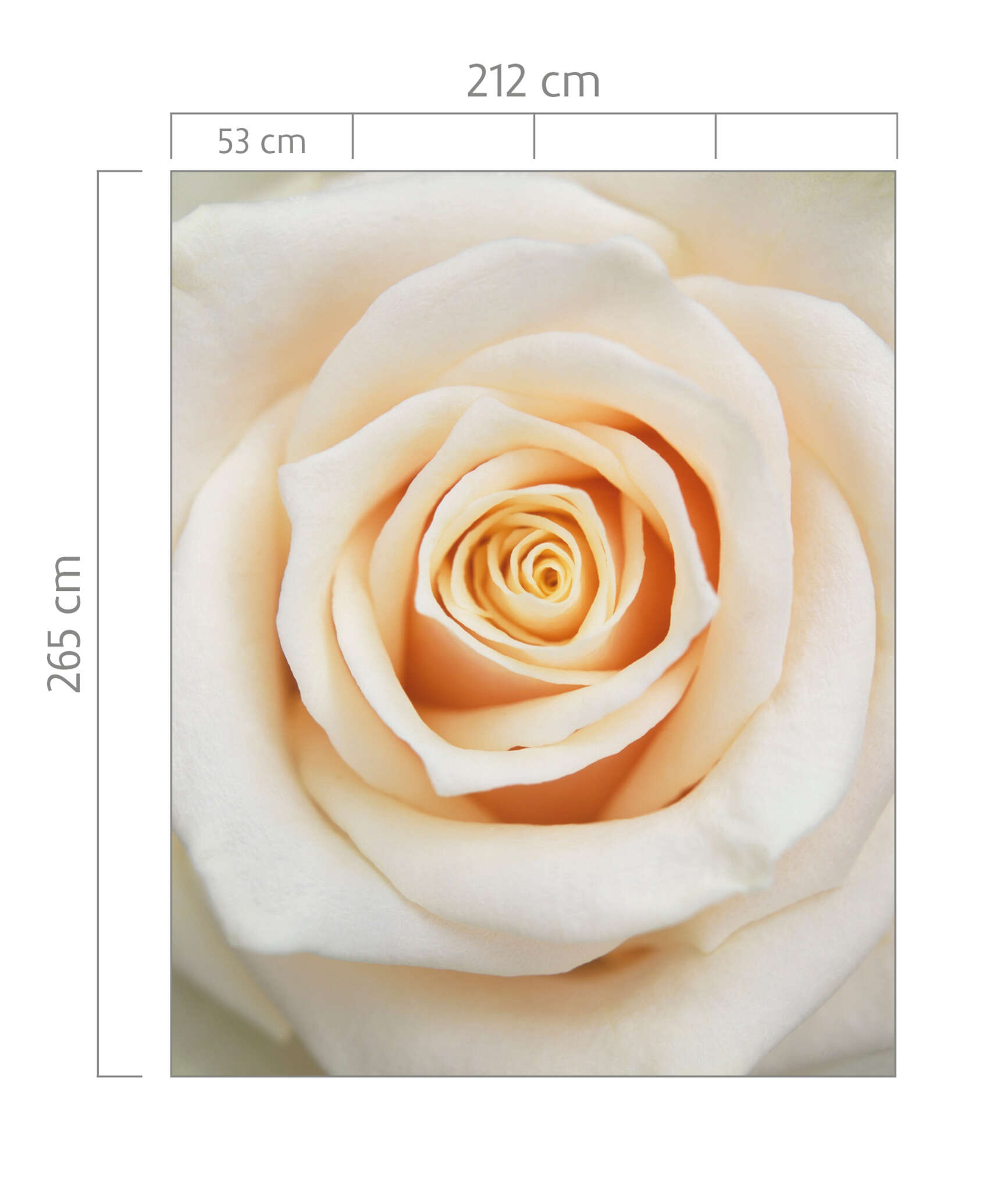 10-839654 Bildauschnitt 1 Fototapete Rose in Creme - Magicwalls 839654
