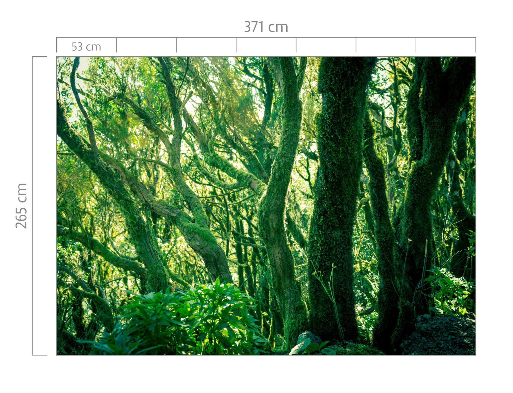 10-363258 Bildauschnitt 1 magicwalls photo wallpaper green forest 363258
