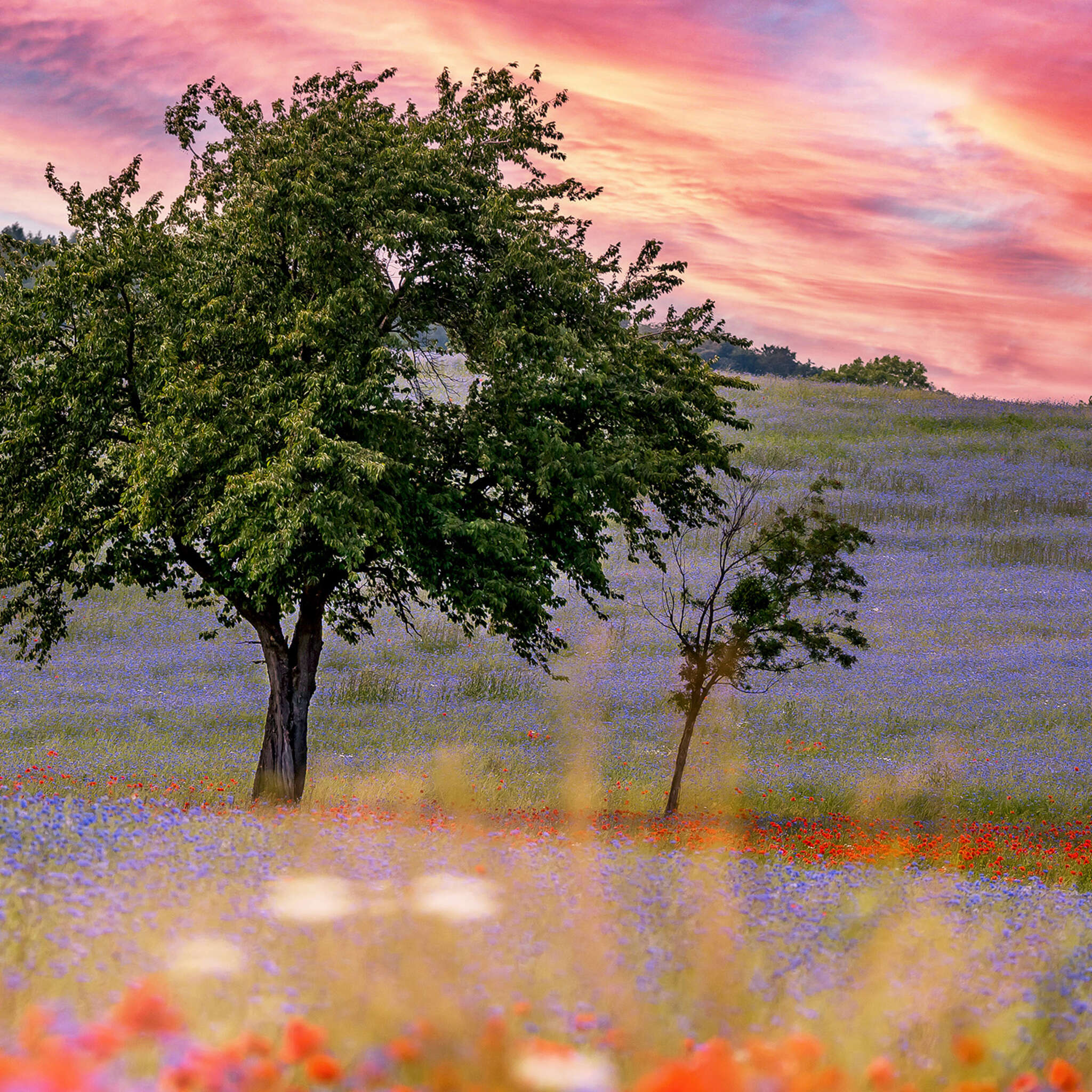 magicwalls photo wallpaper 363425