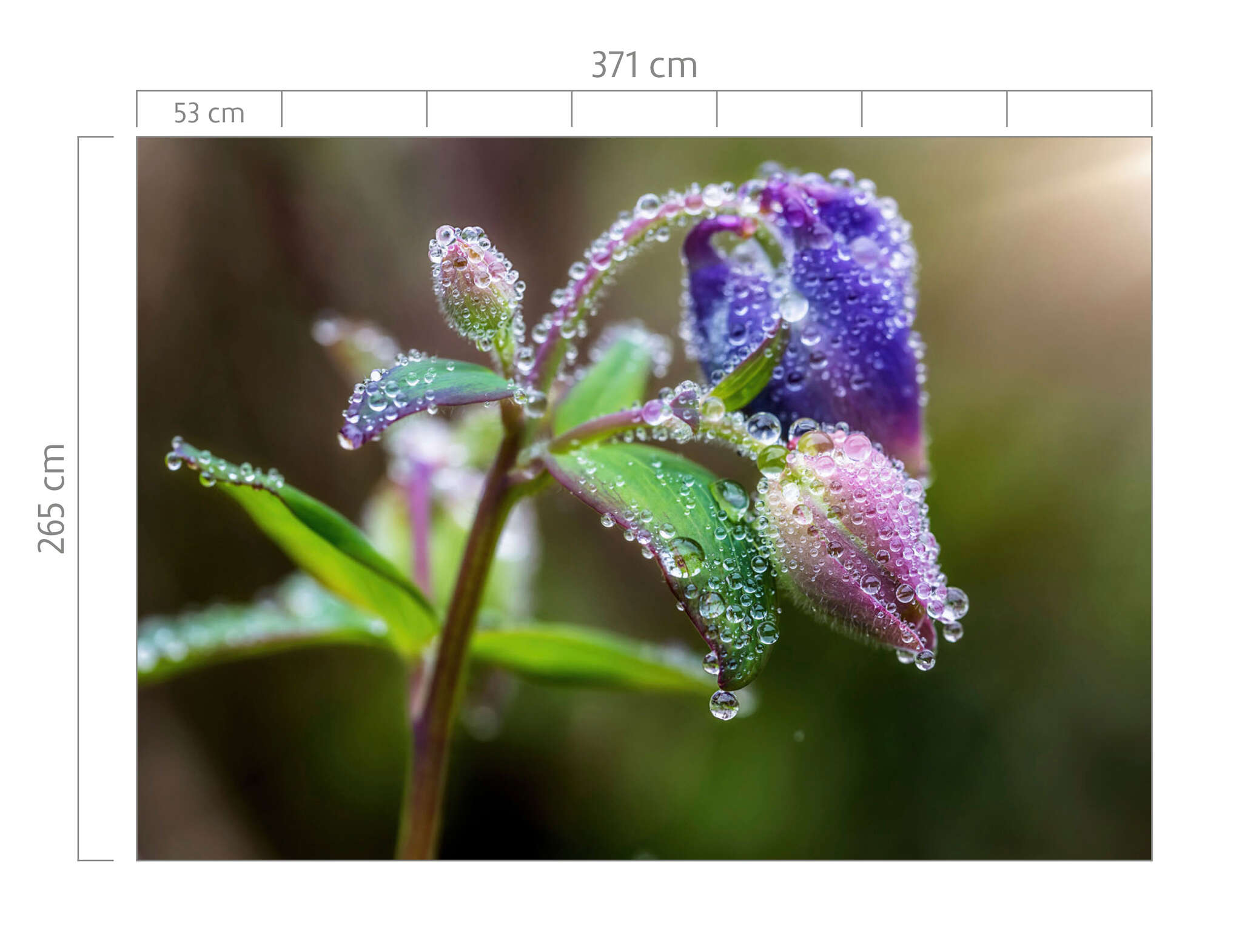 10-363319 Bildauschnitt 1 magicwalls photo wallpaper flower in dew 363319
