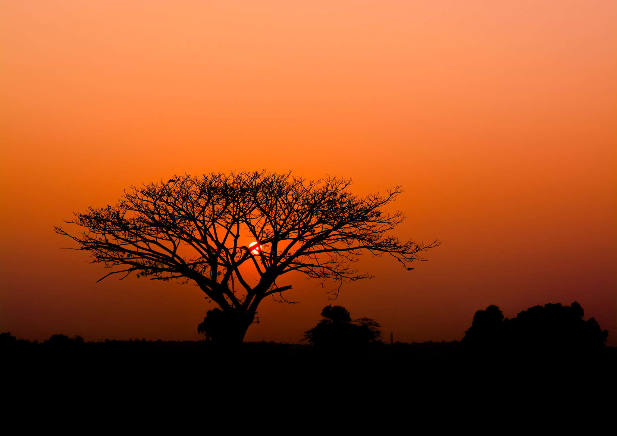 363647 - Fototapete - Sonnenuntergang in afrikanischer Savanne Papier peint African Queen III 363647
