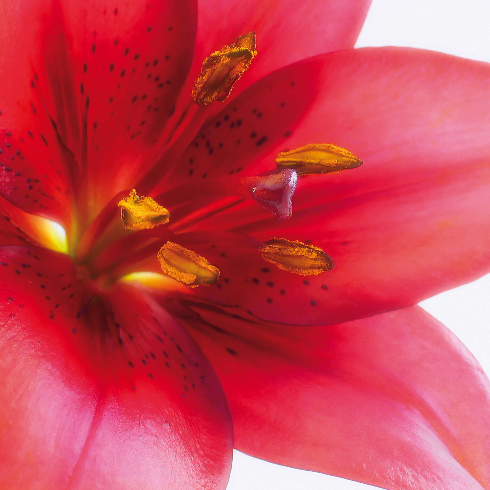 10-890051 Artikelscan 2 Flower wall mural in red 890051