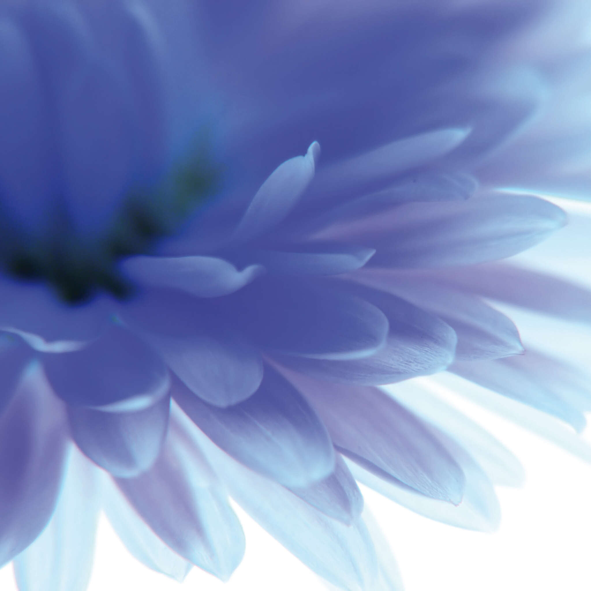 Fototapete Blume in Blau 890754