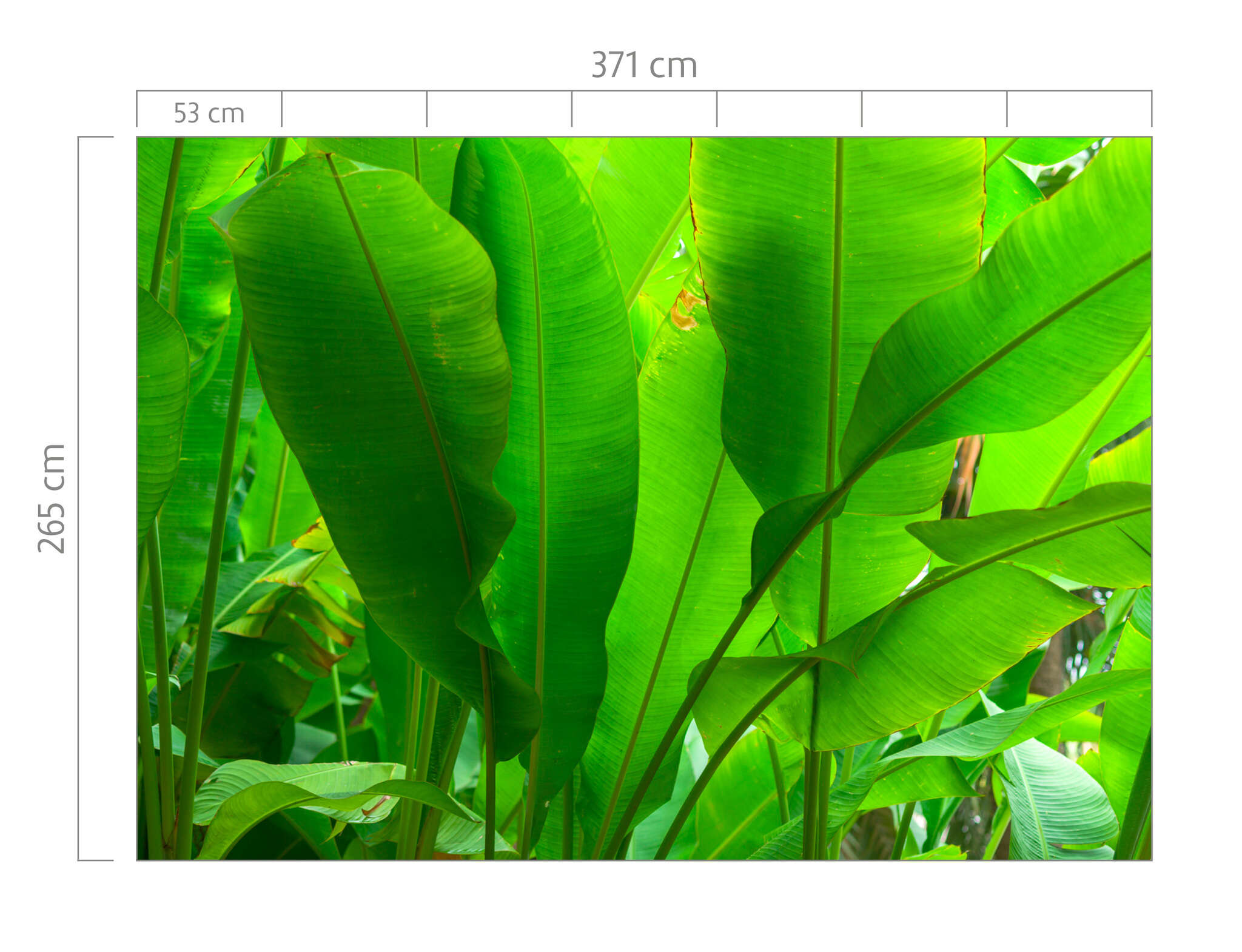 10-363807 Bildauschnitt 1 Wall mural banana leaves green 363807
