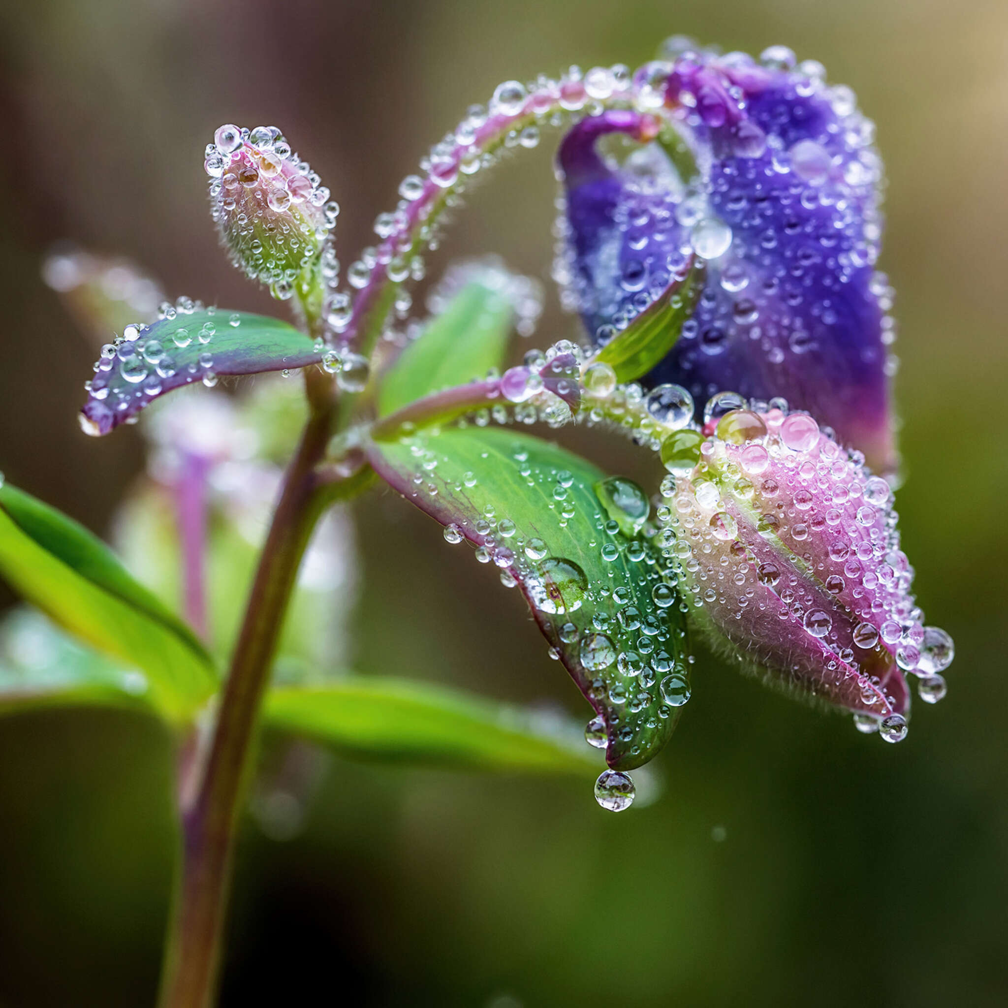 magicwalls photo wallpaper flower in dew 363319