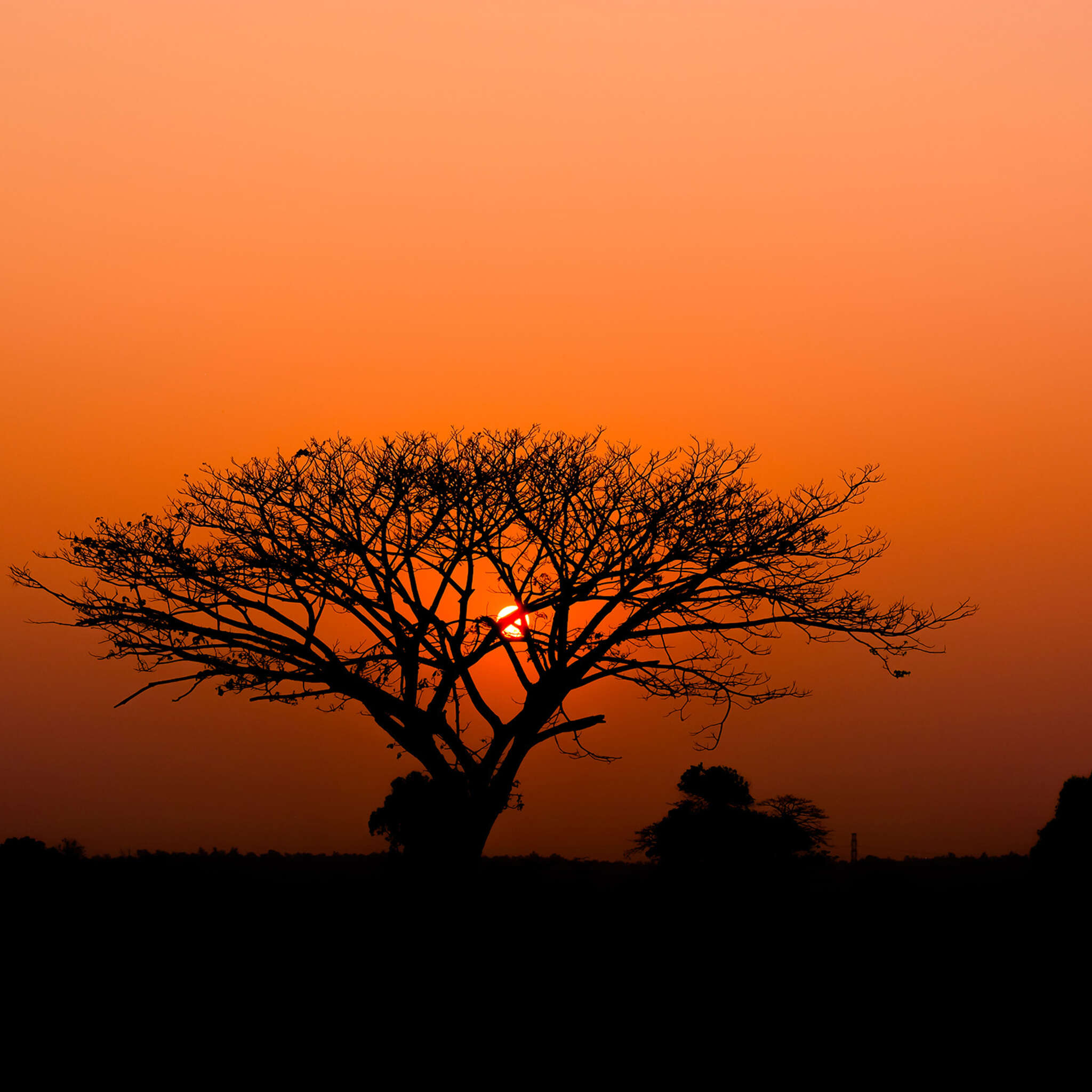 African Queen III wall mural 363647