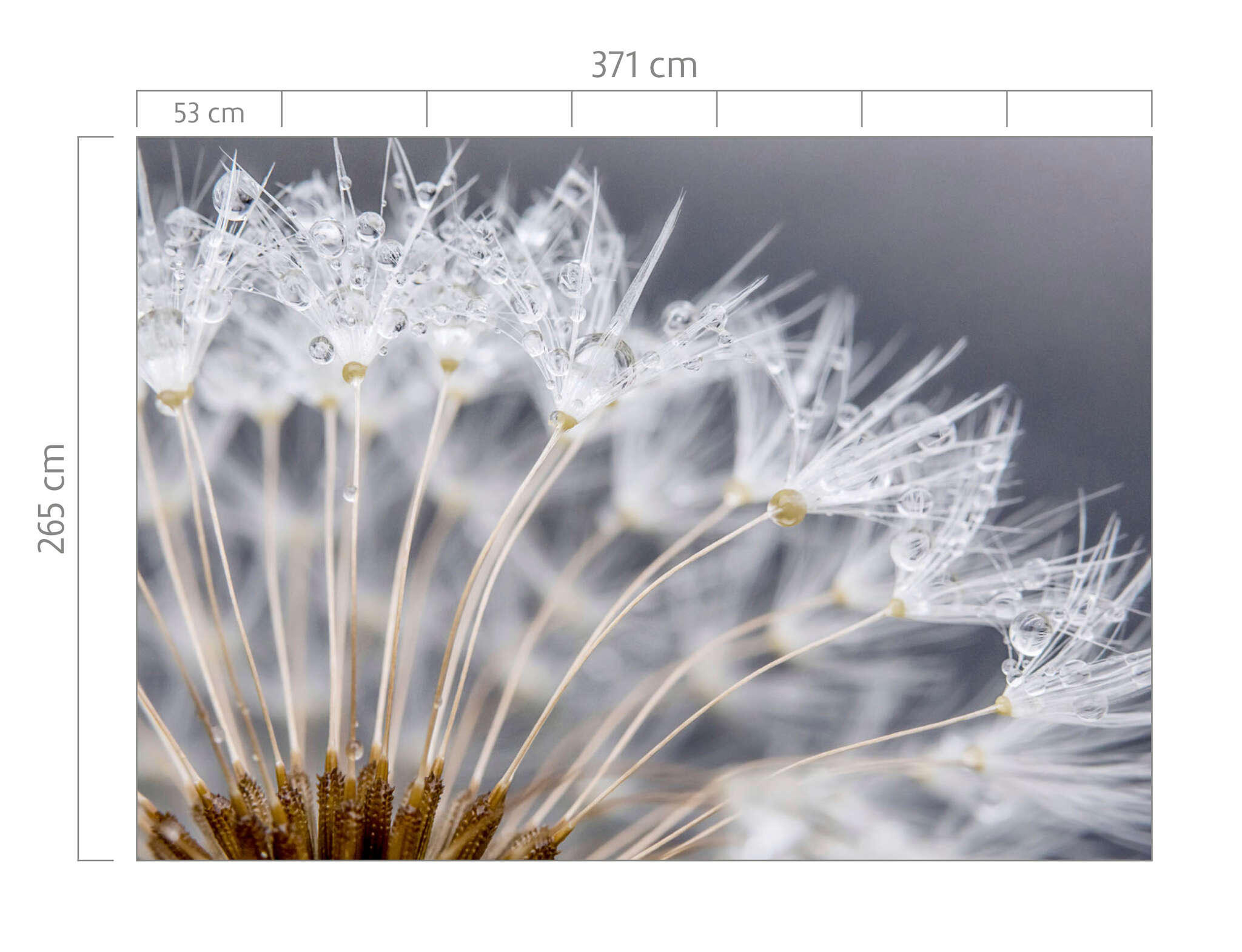 10-363333 Bildauschnitt 1 magicwalls Fototapete Makro Pusteblume 363333